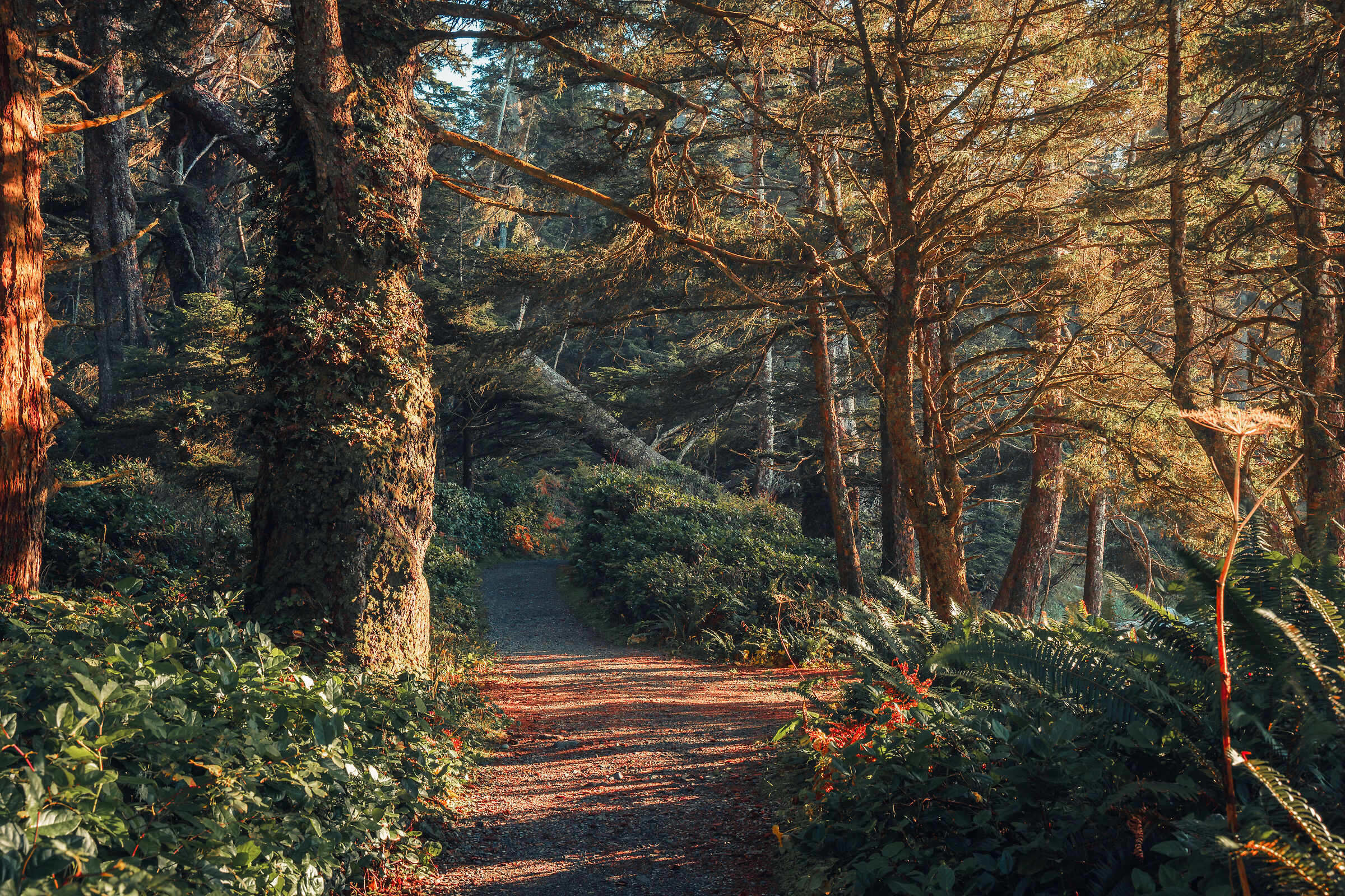 Tofino