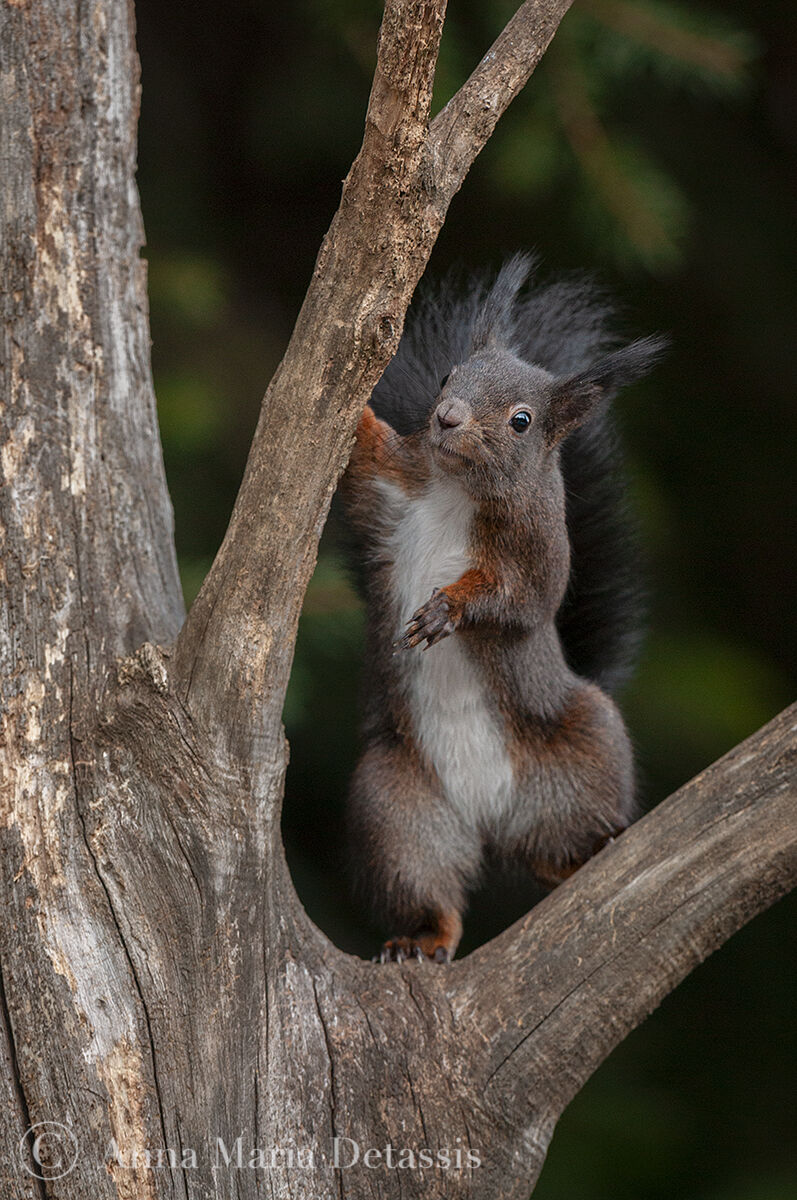Squirrel Sciurus vulgaris