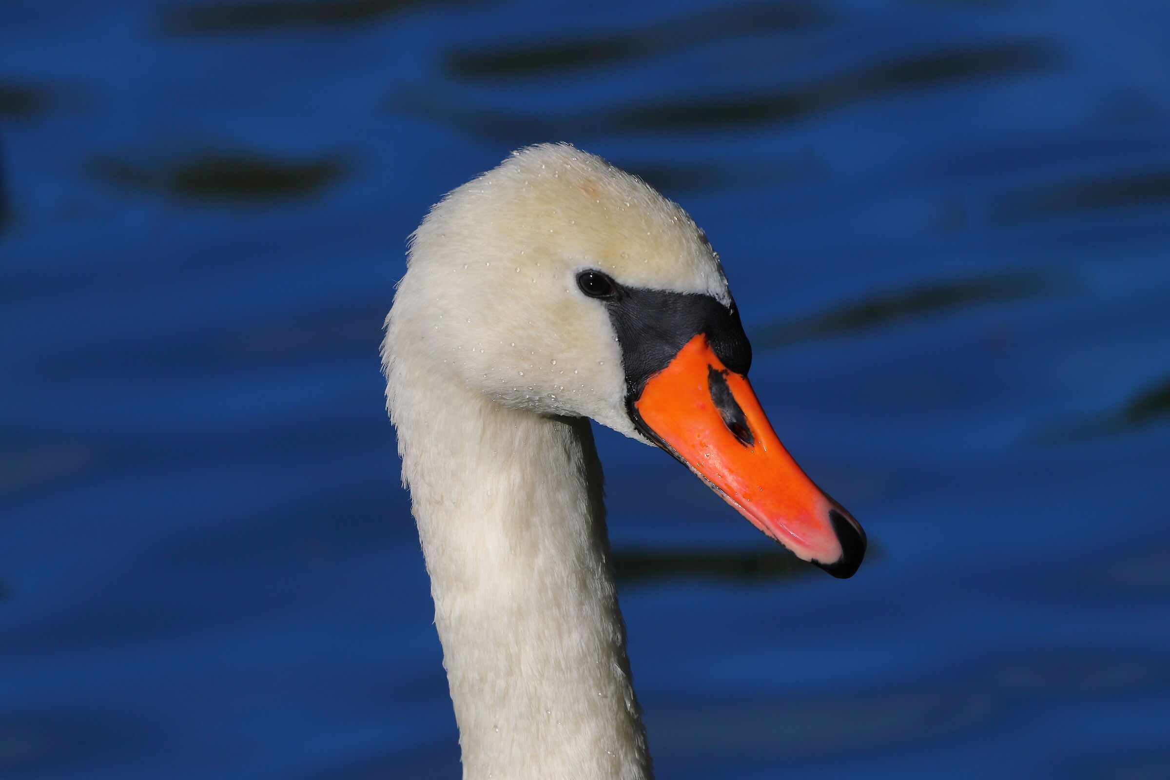 Cigno R 11 ottobre 2024 - 0141