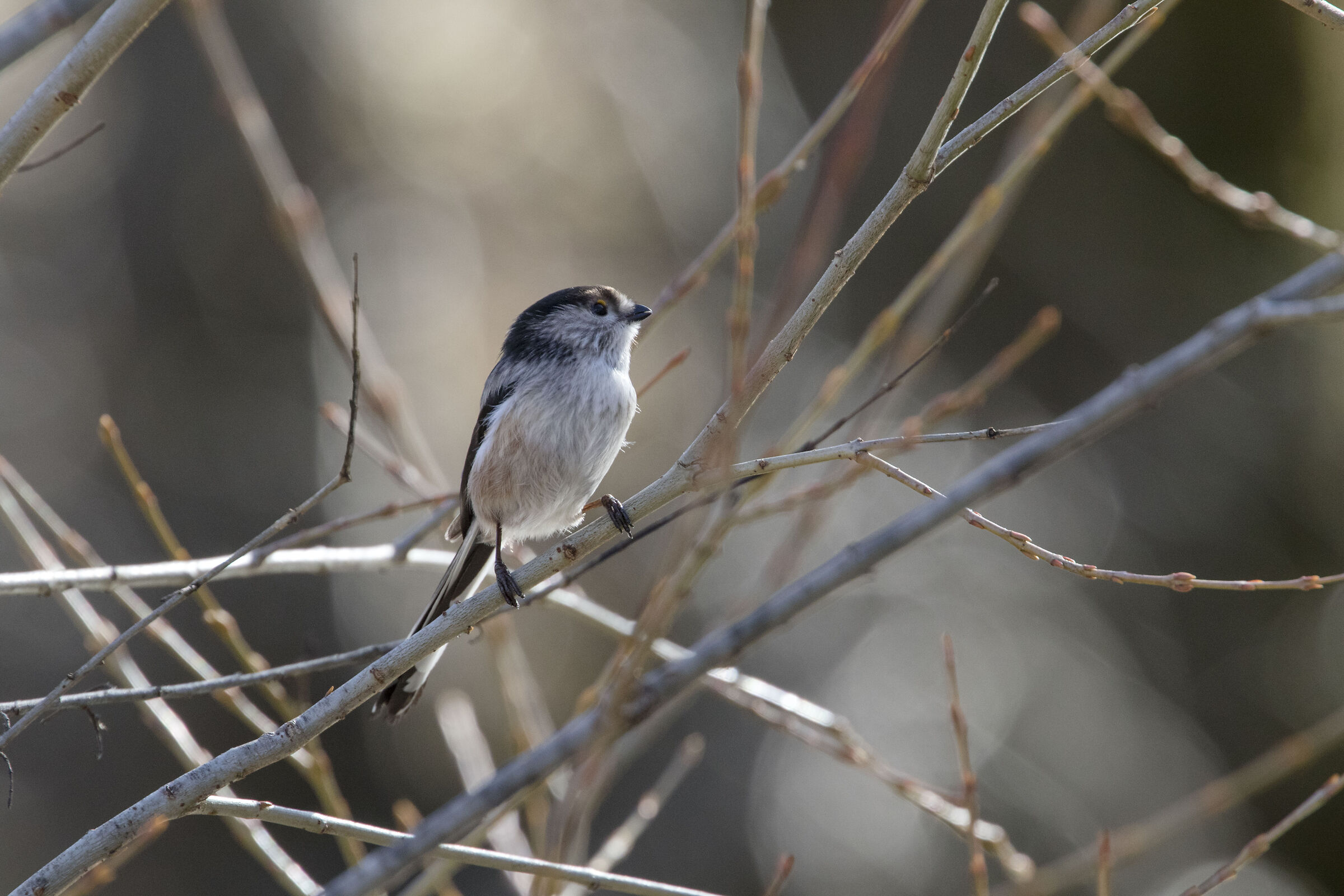 Long-tailed, small and elegant