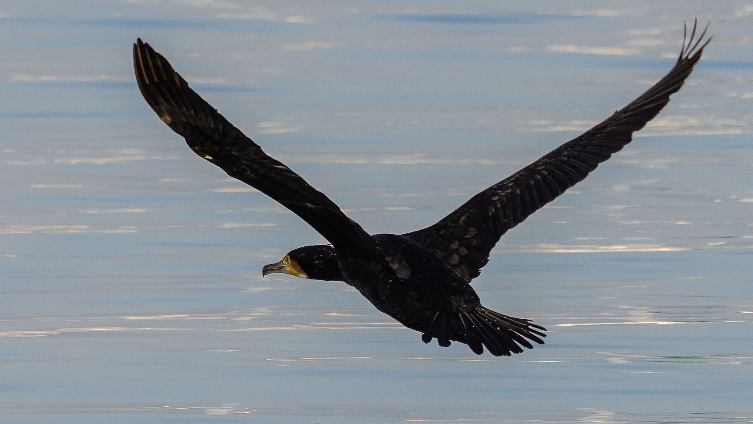 Flying cormorant