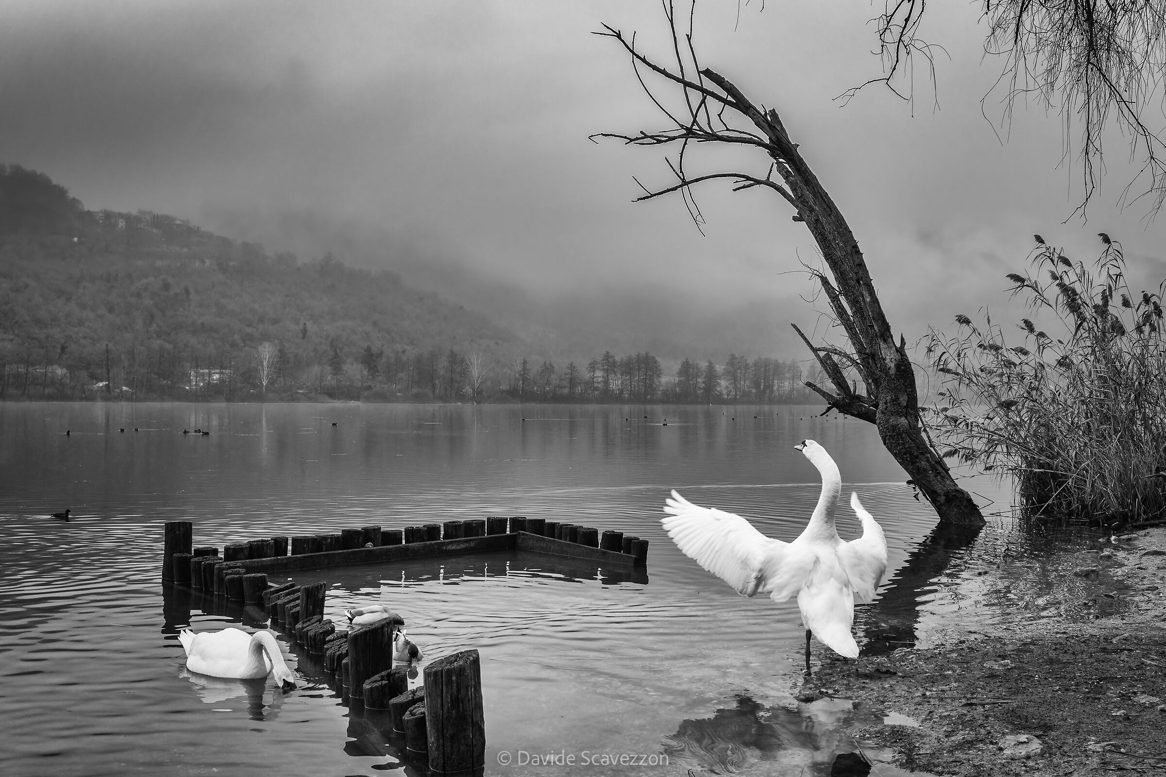 Il direttore d'orchestra