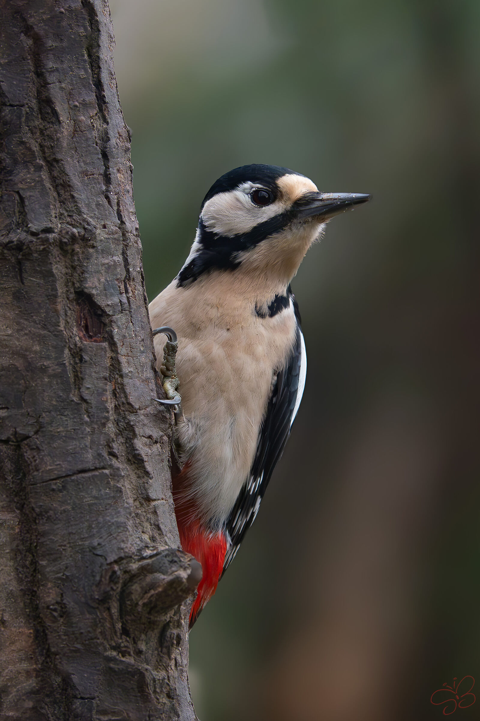 Great Spotted Woodpecker