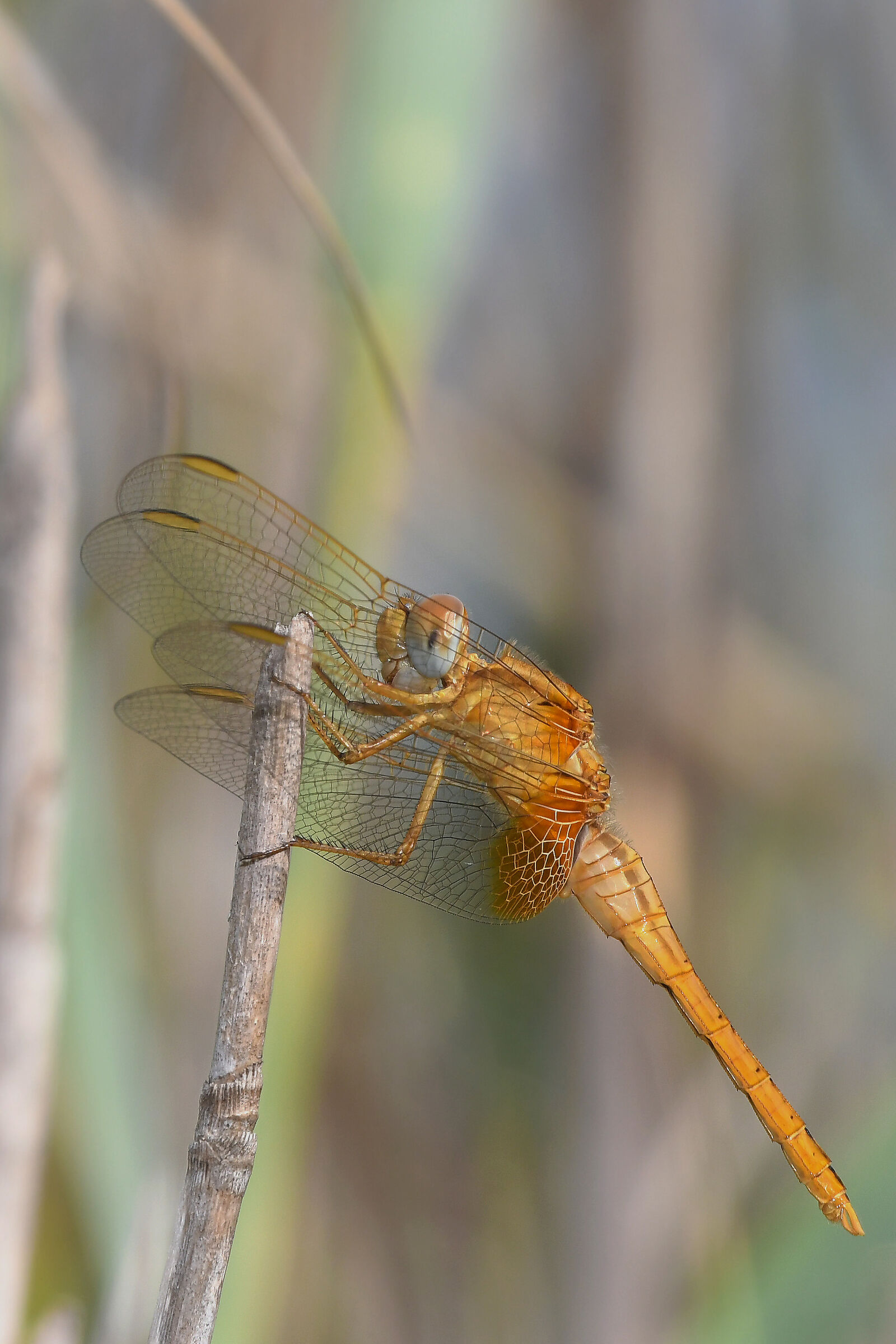 Venerosse cardinal (Sympetrum fonscolombii)