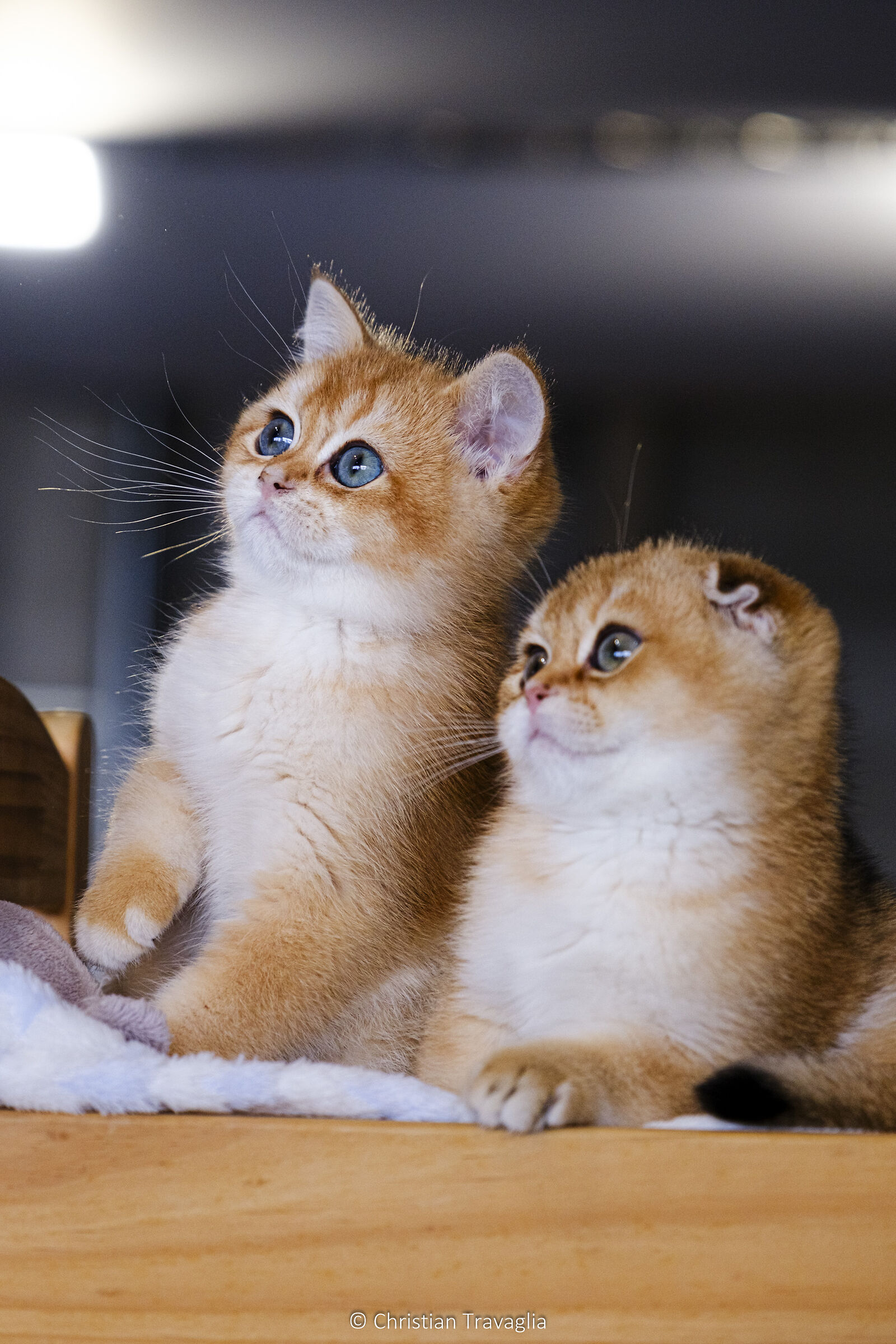 Cat Show (BZ) 2024