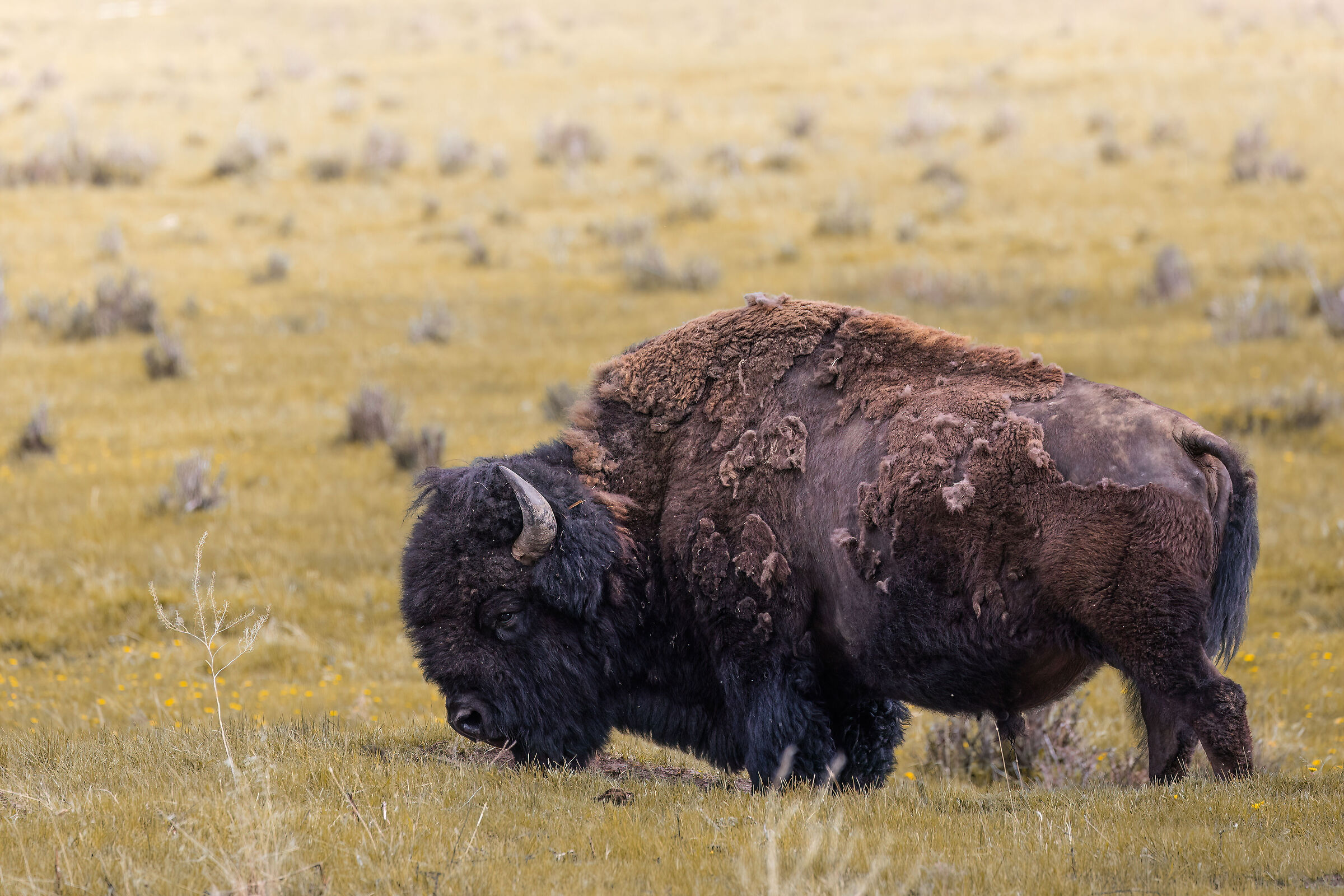 Bison in the prairie