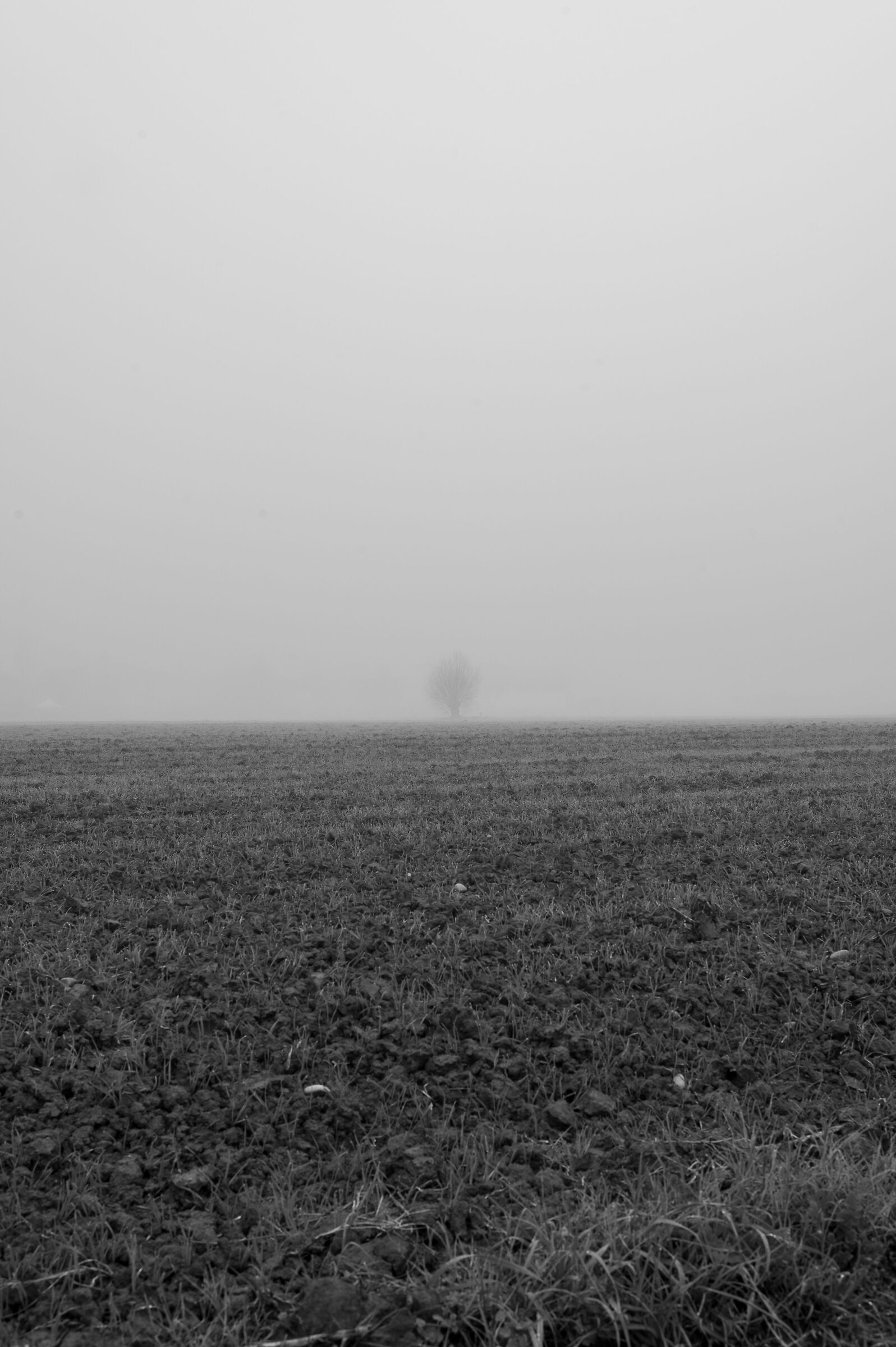 Bolognese Mists