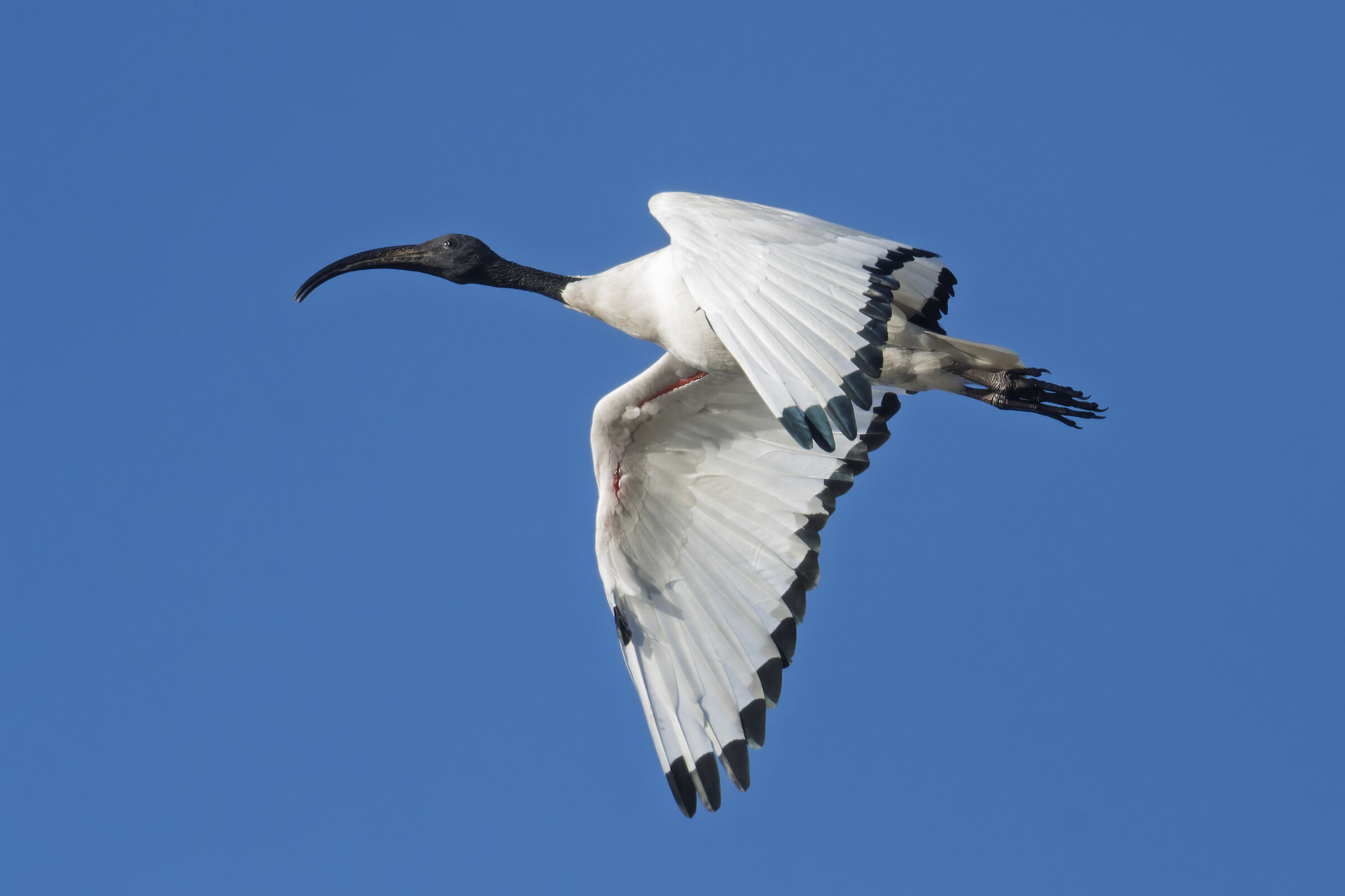 Da sacro a invasore è un attimo