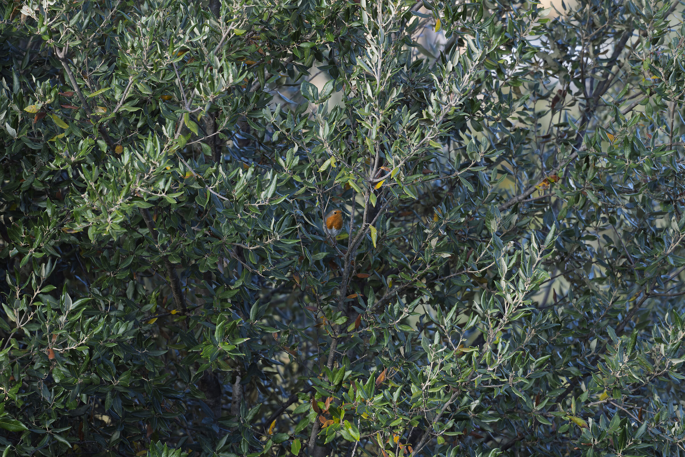 Il significato evoluzionistico di averci il petto rosso