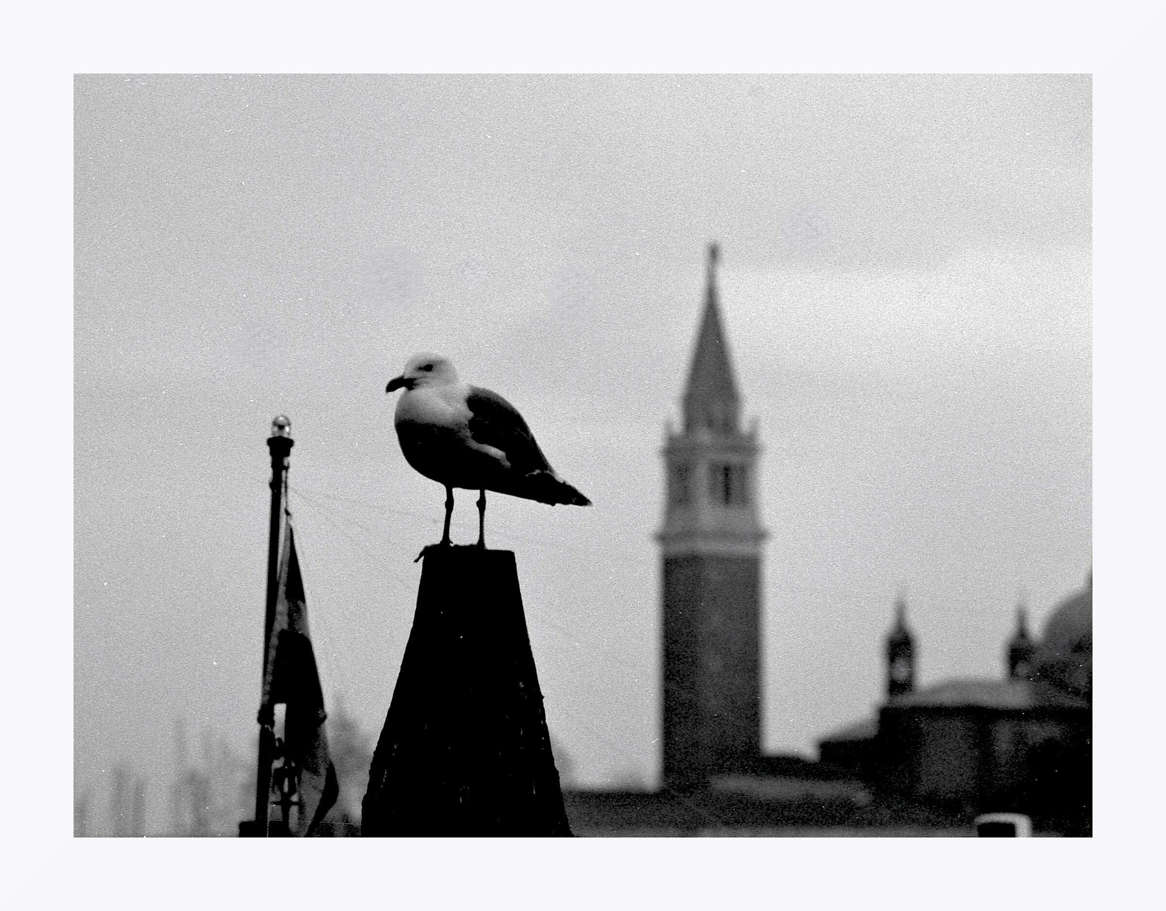 Gabbiano in posa a Venezia