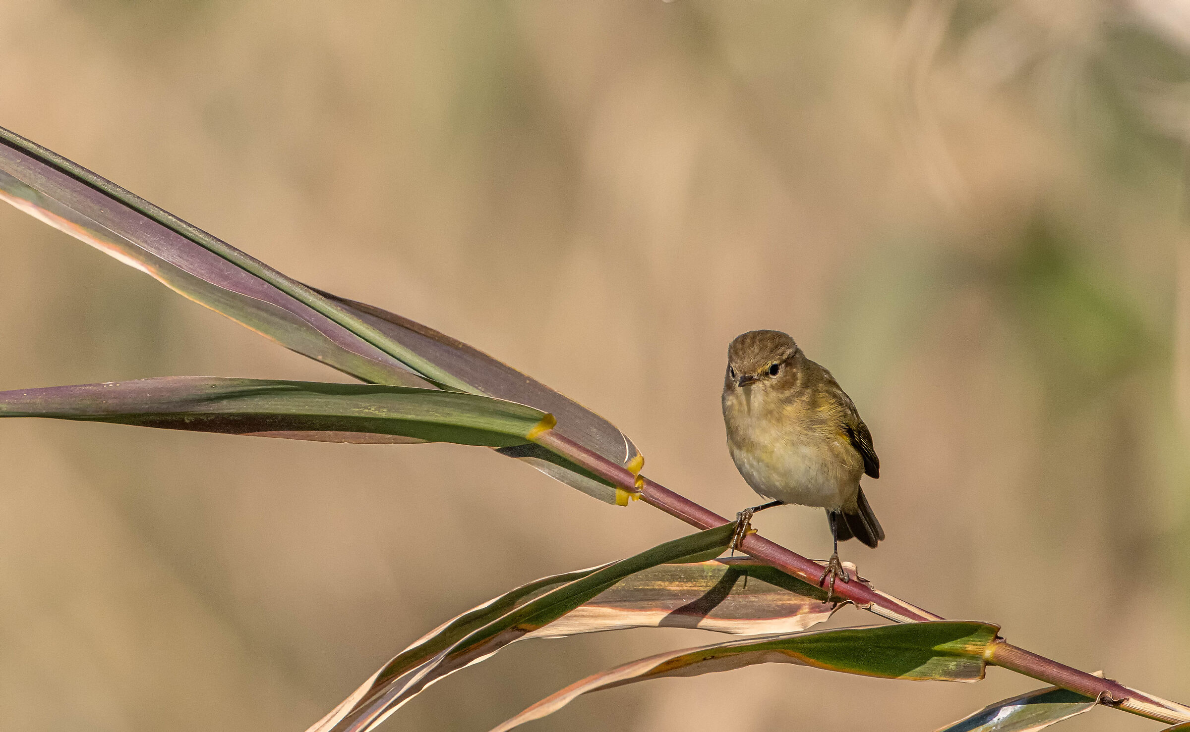 Chiffchaff