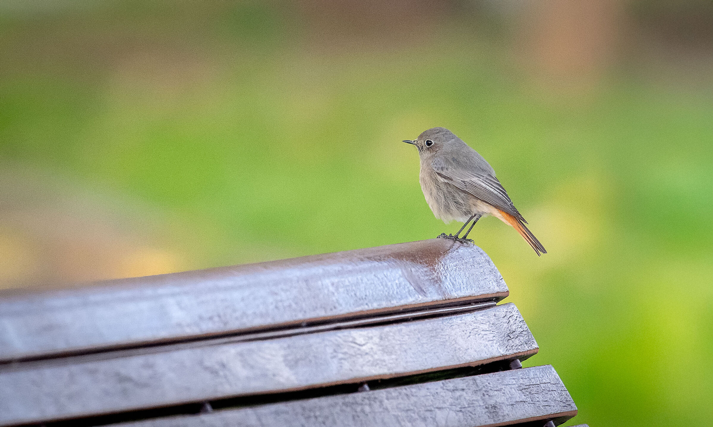 Black redstart