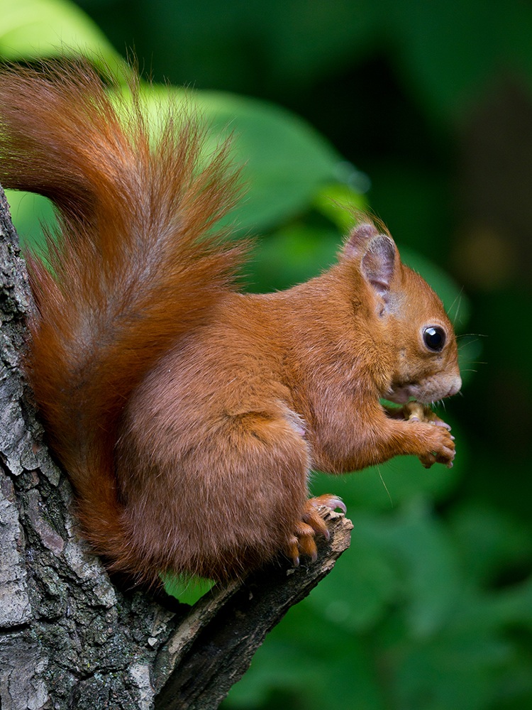 Scoiattolo rosso (giovane)