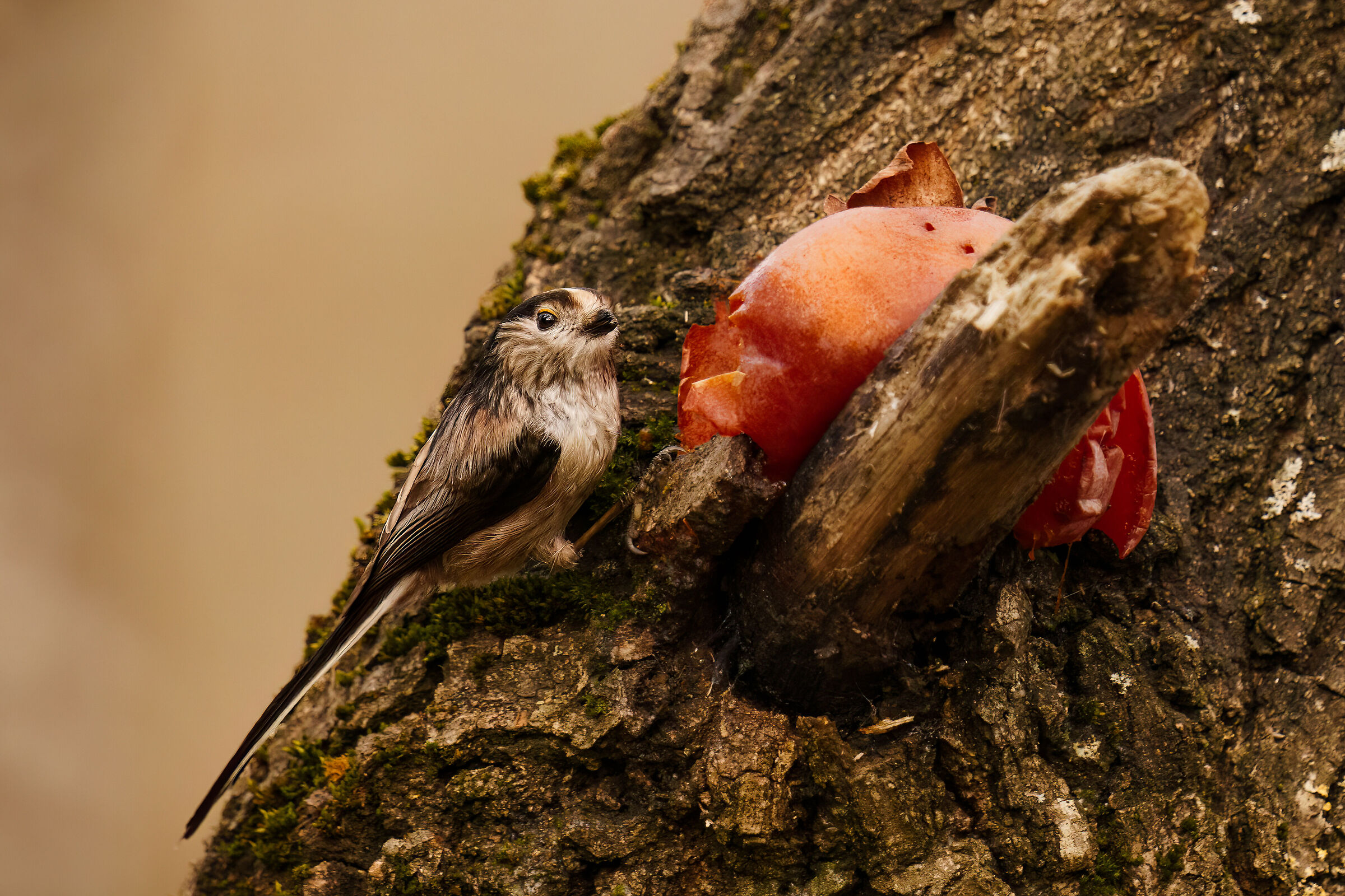 Long-tailed