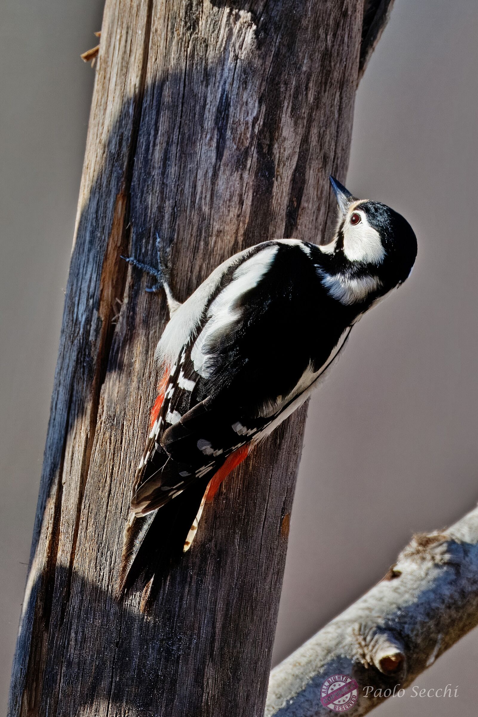 Female Great Spotted Woodpecker