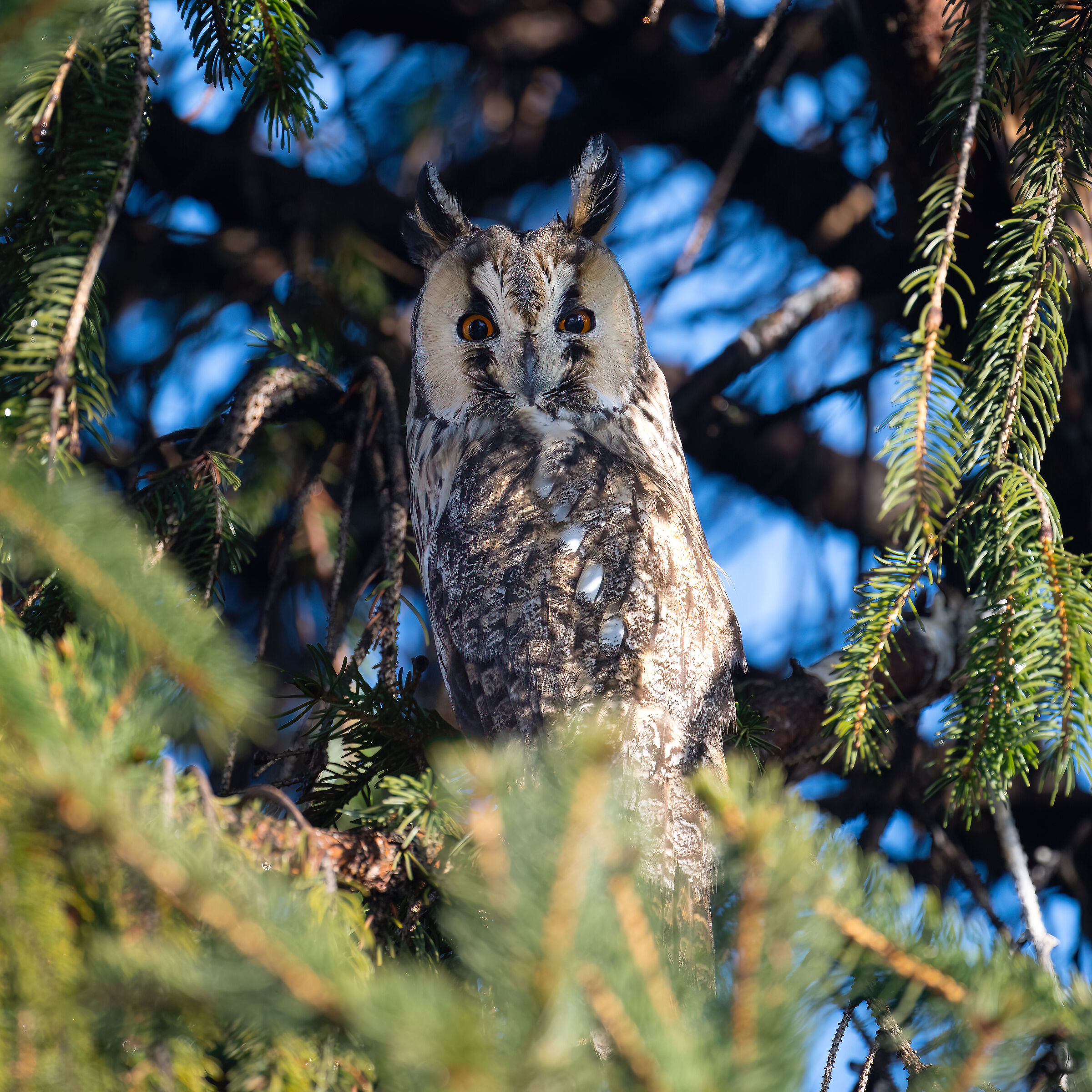 Owl ( Asio otus )