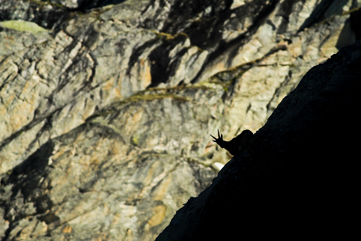 Ibex at the first light of the morning