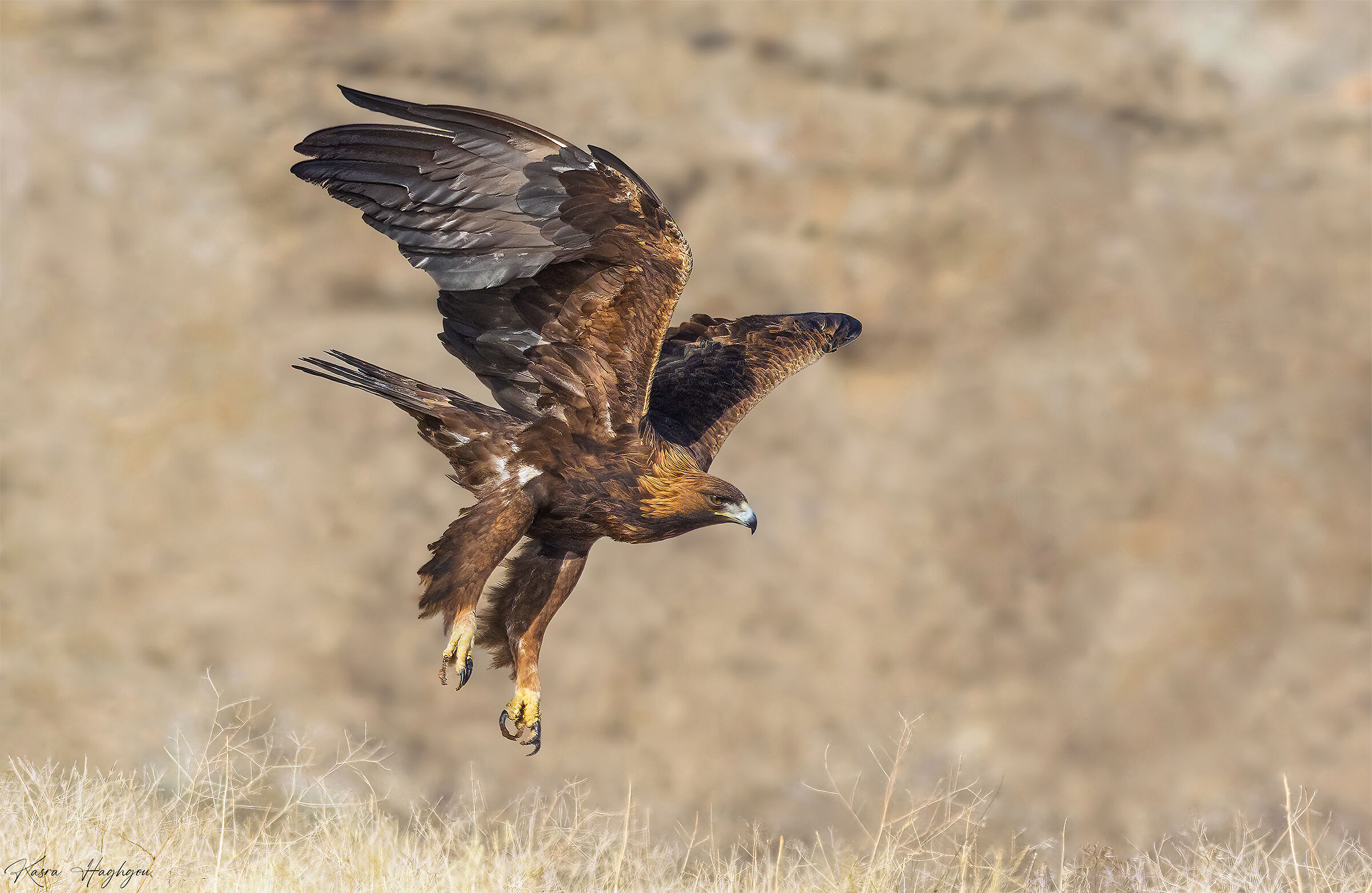 Golden eagle