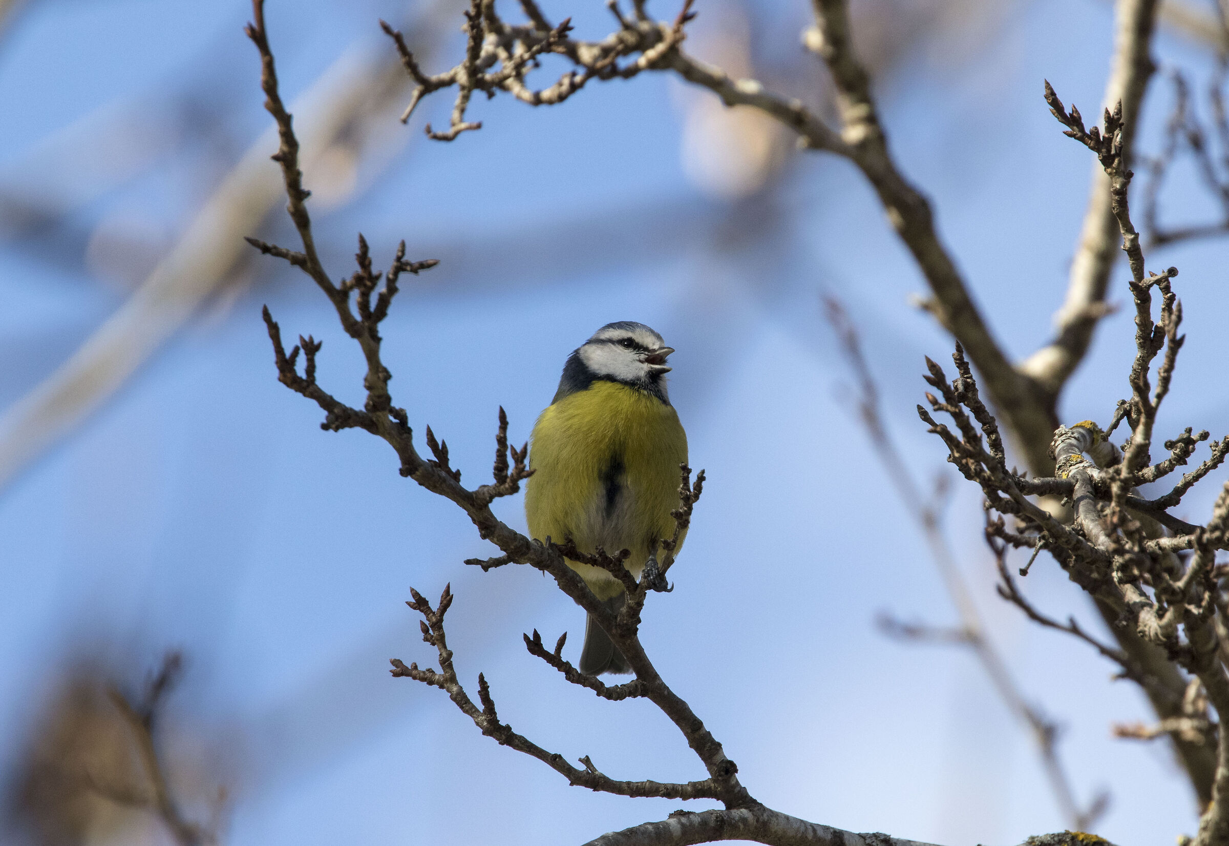 Me la canto (Cinciarella)