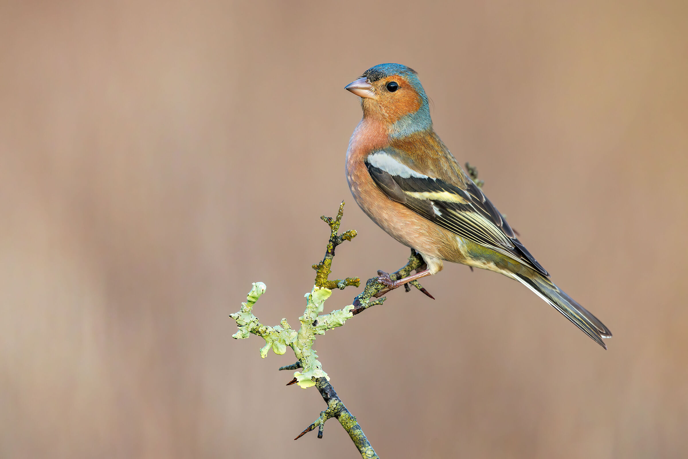 Chaffinch