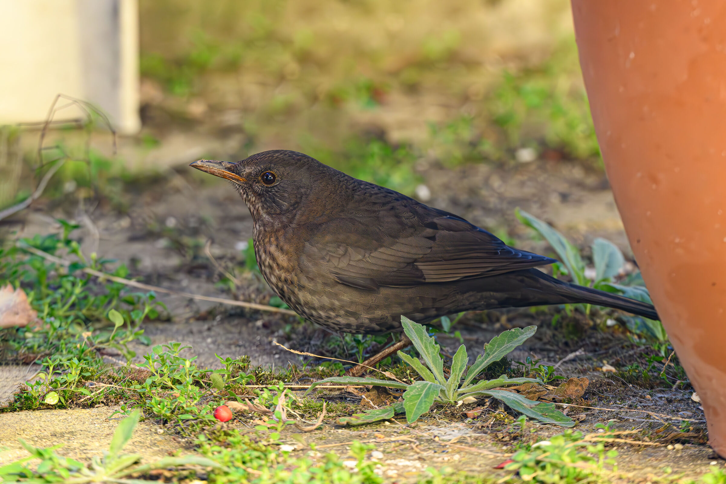 The blackbird