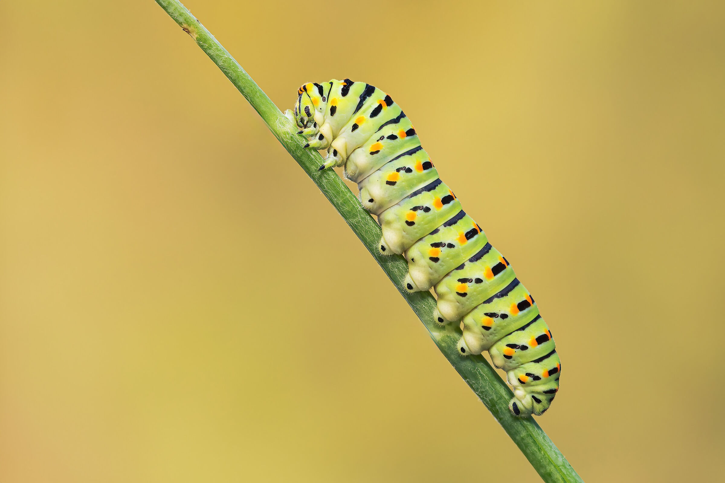 Un ricordo della scorsa estate