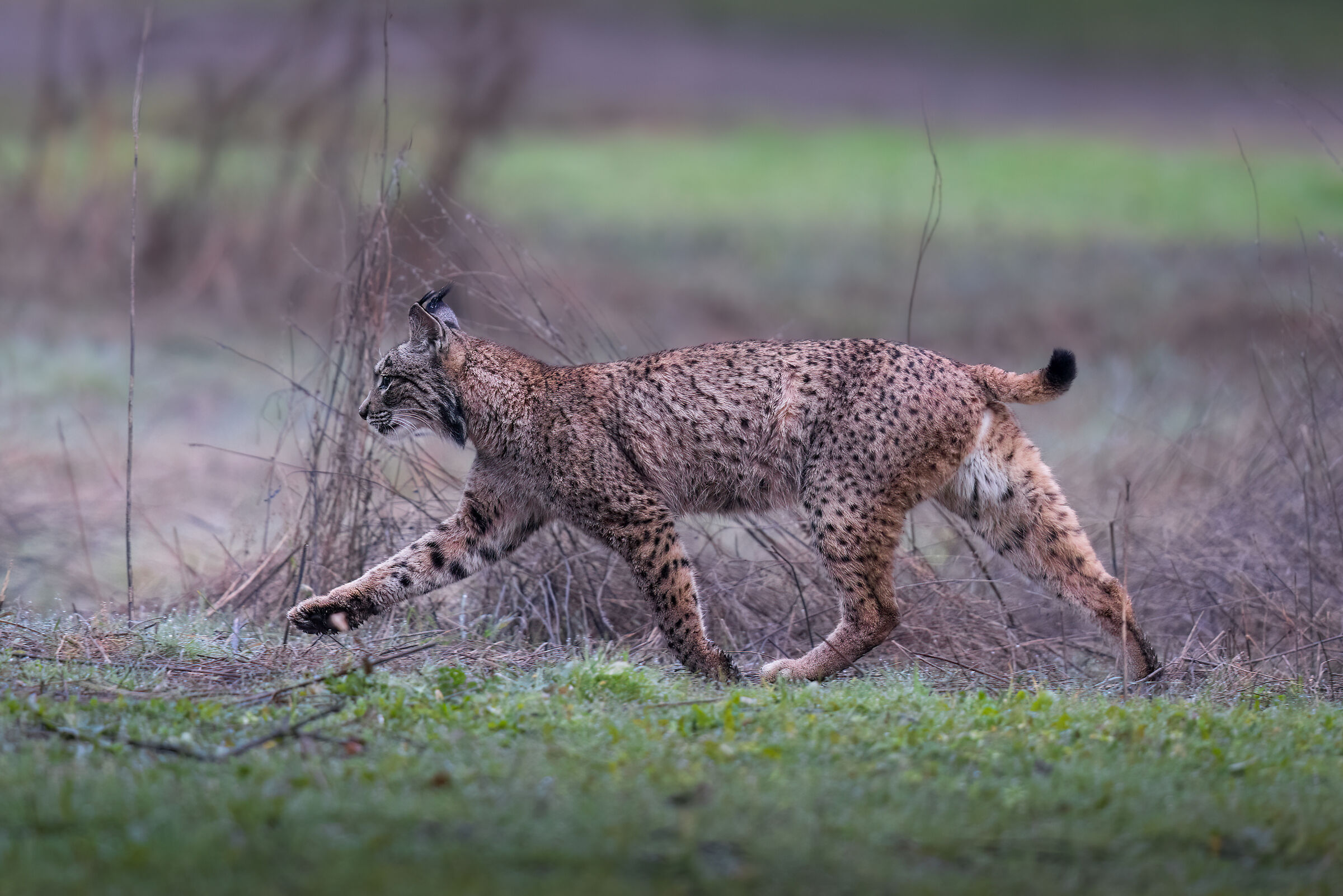 Lince iberica