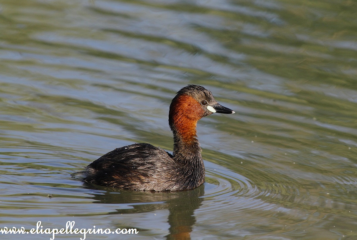 son piccolo ma ci sono