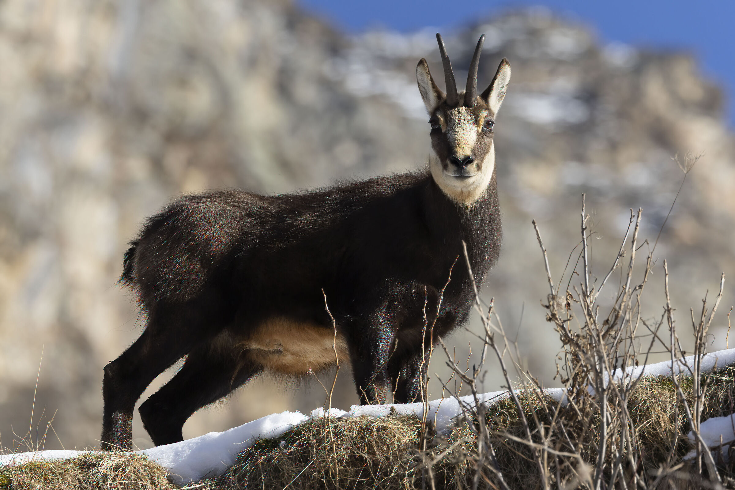 sempre più in alto, camoscio