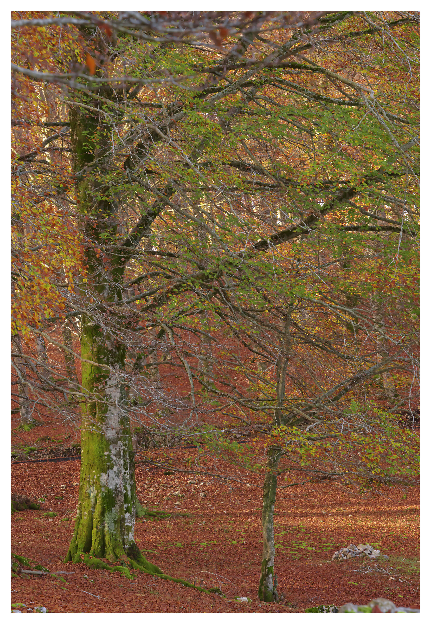 A few glimpses of autumn