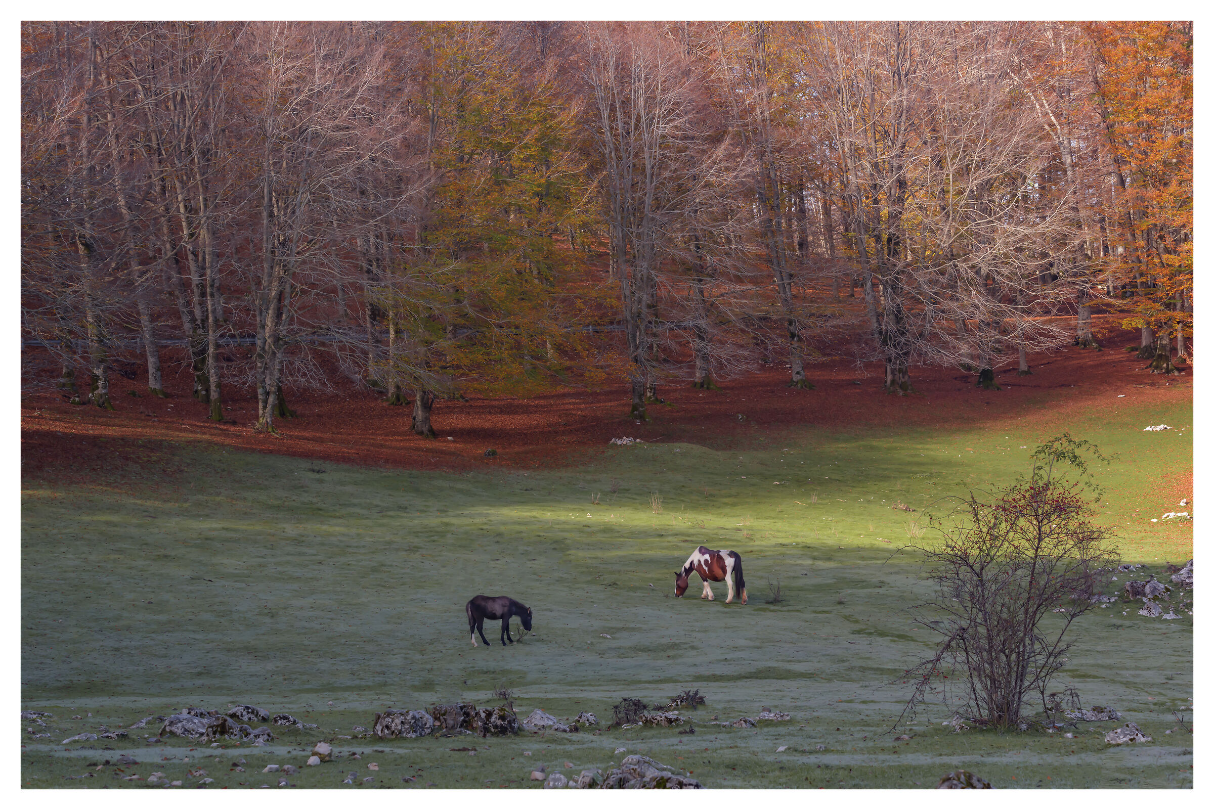 paesaggio autunnale con cavalli