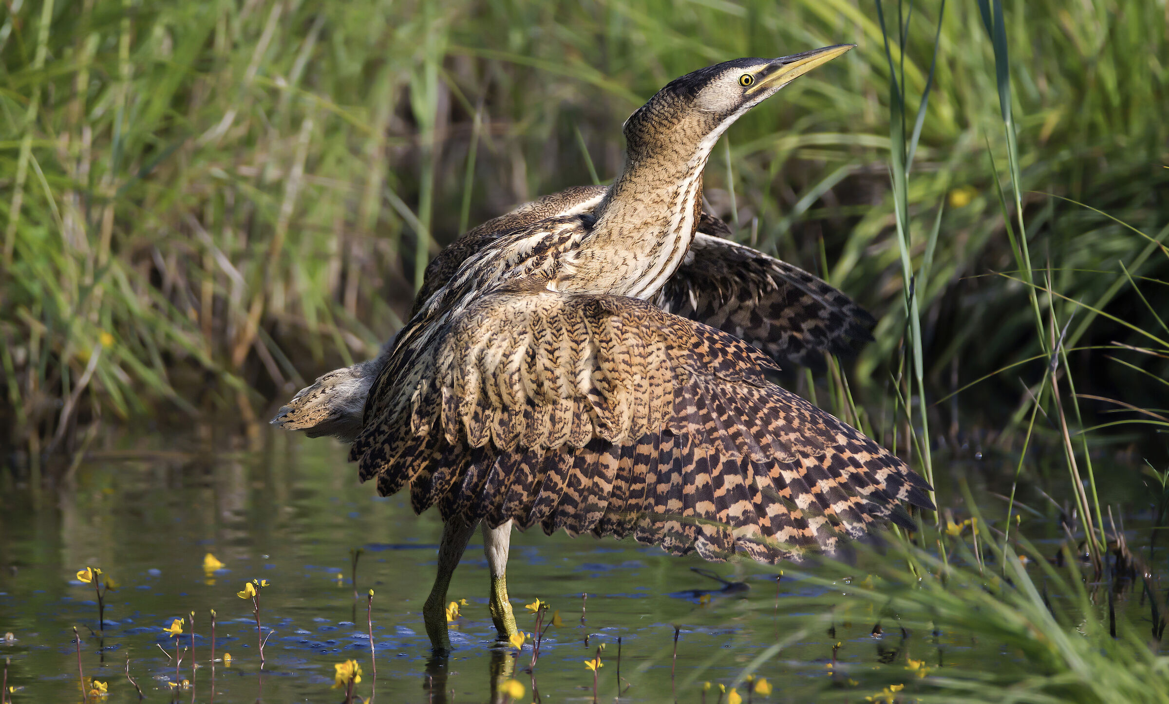 tarabuso nello stagno