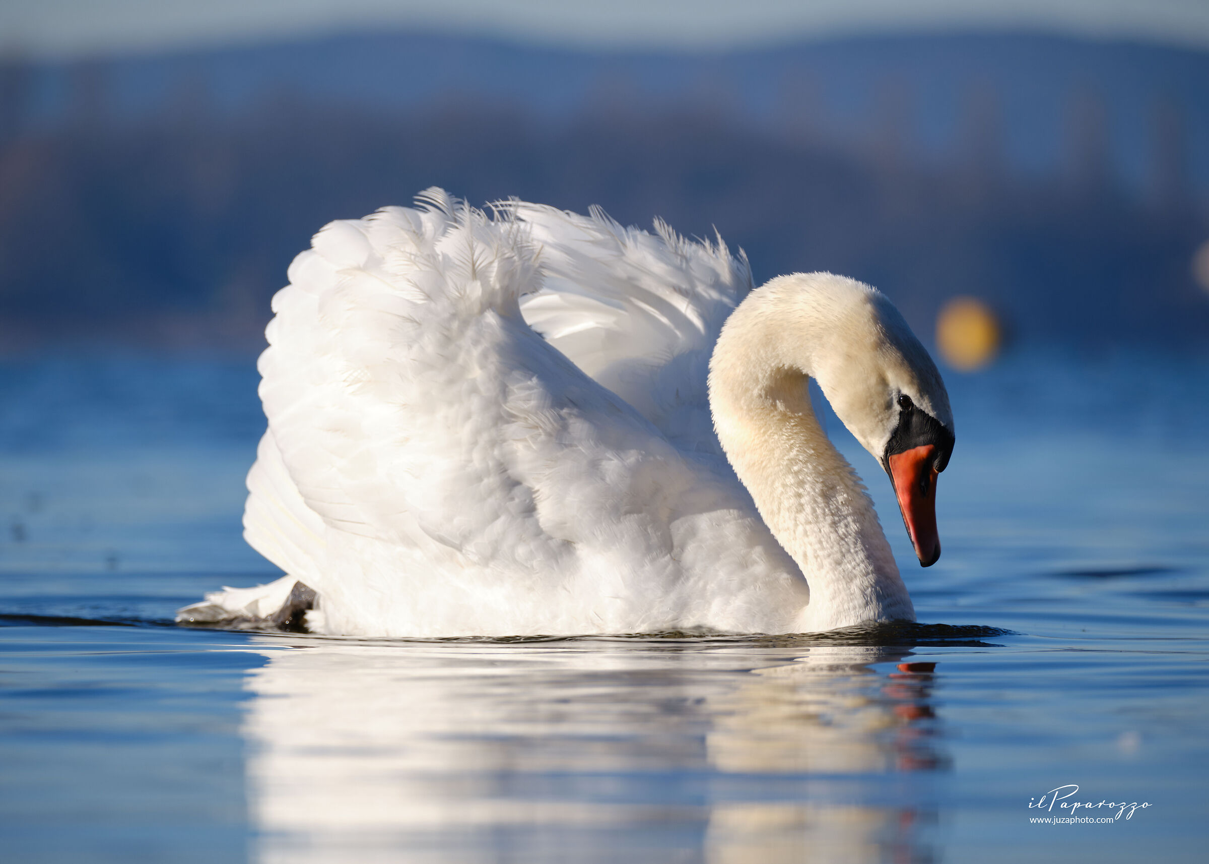Cigno Bianco Reale