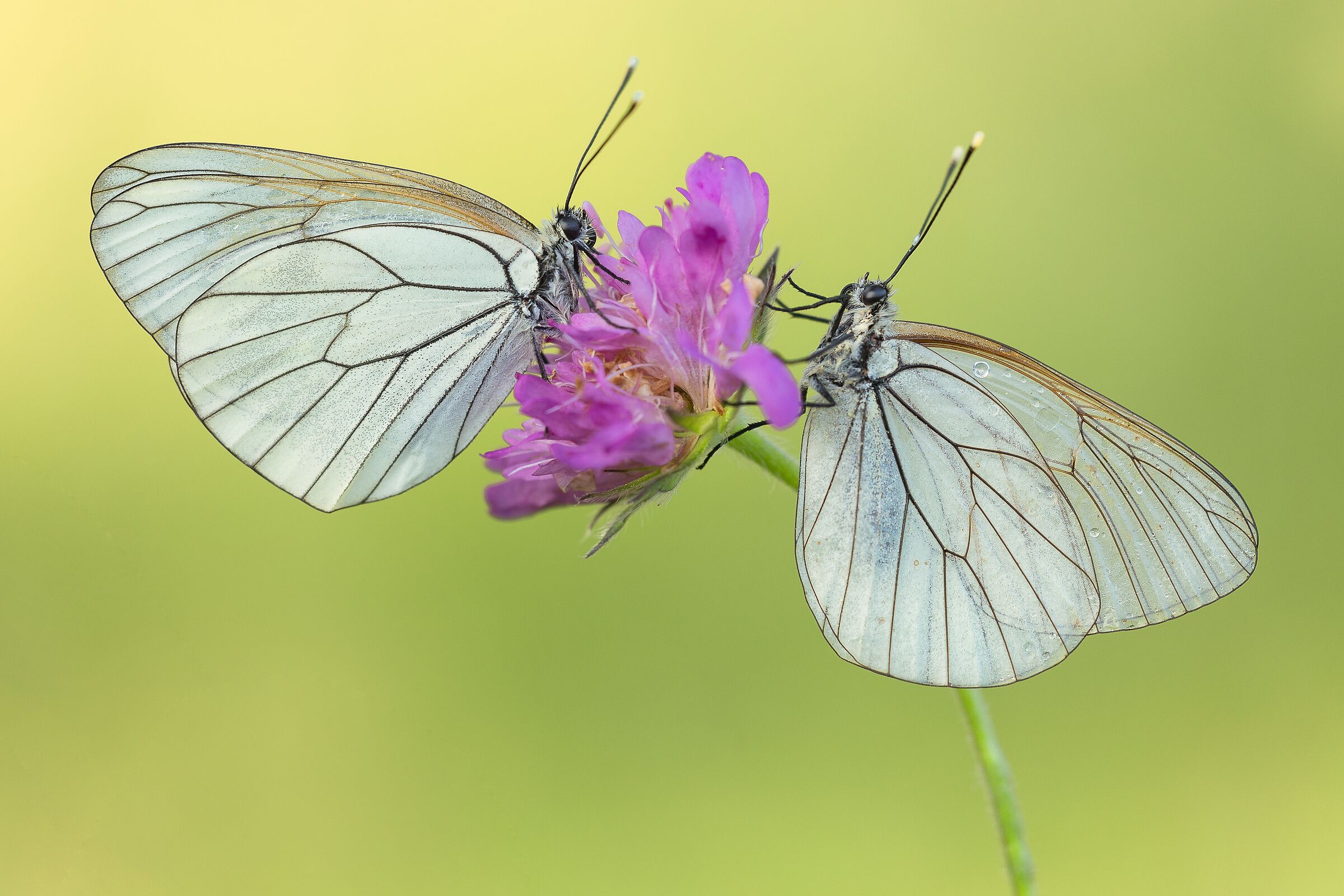 Aporia