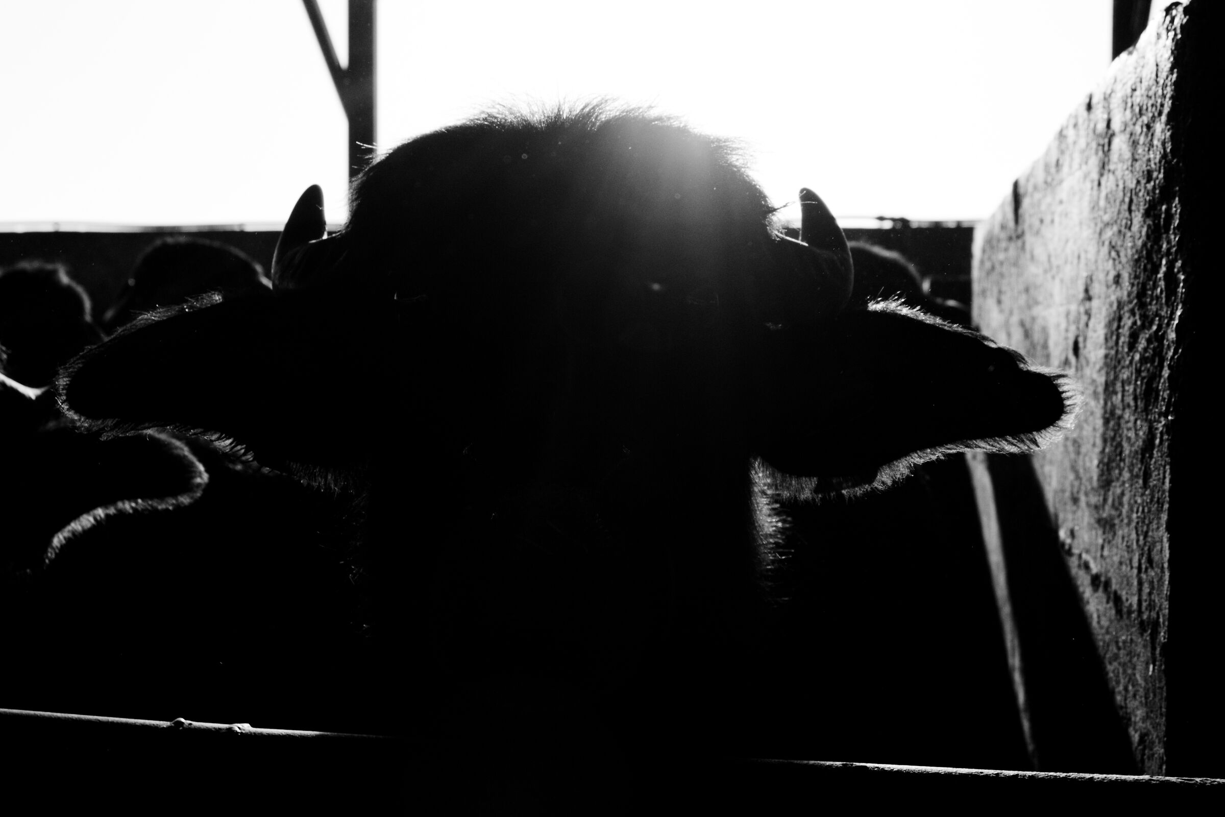 Silence and strength: the profile of a buffalo against the l...