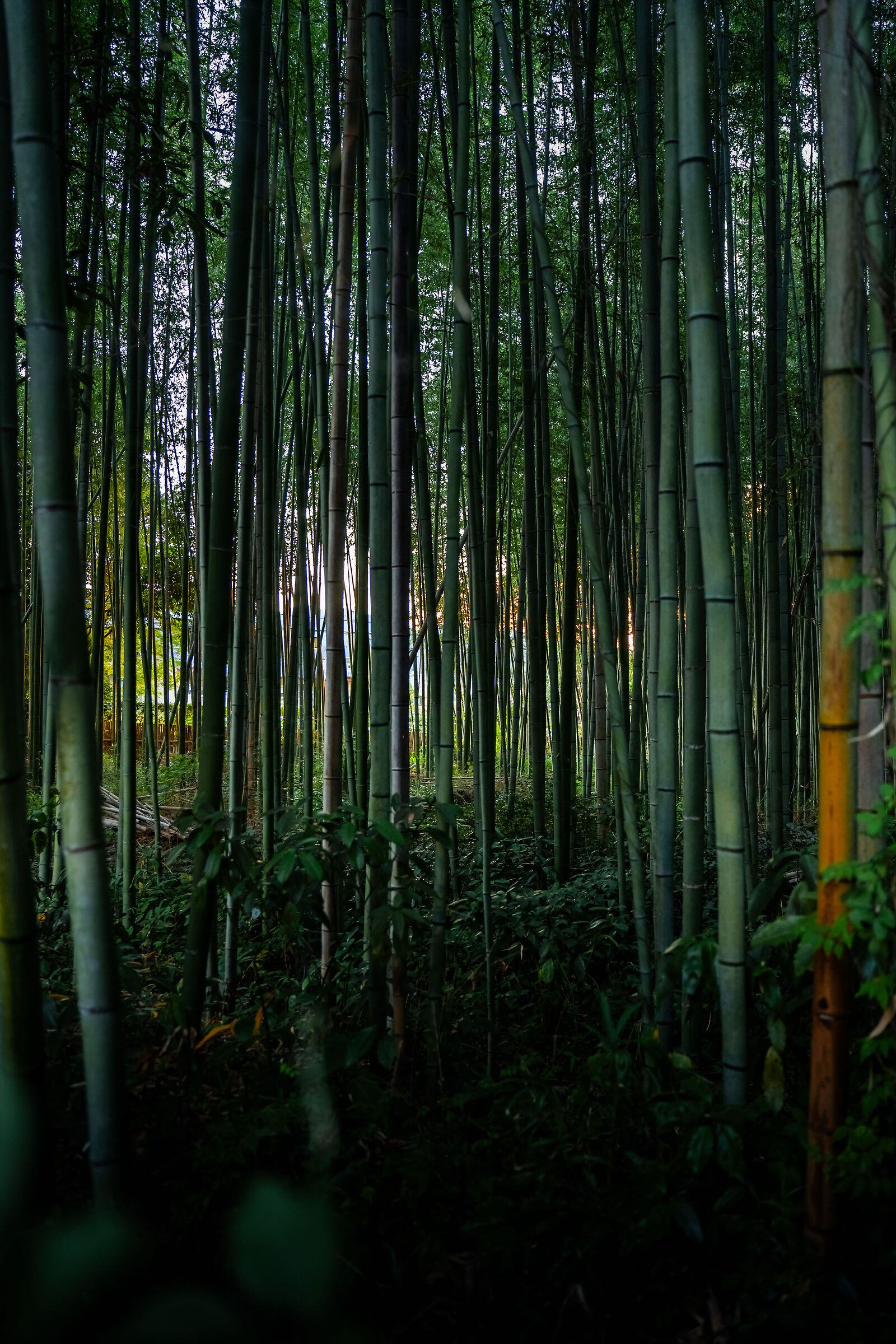 Bambù forest - Japan