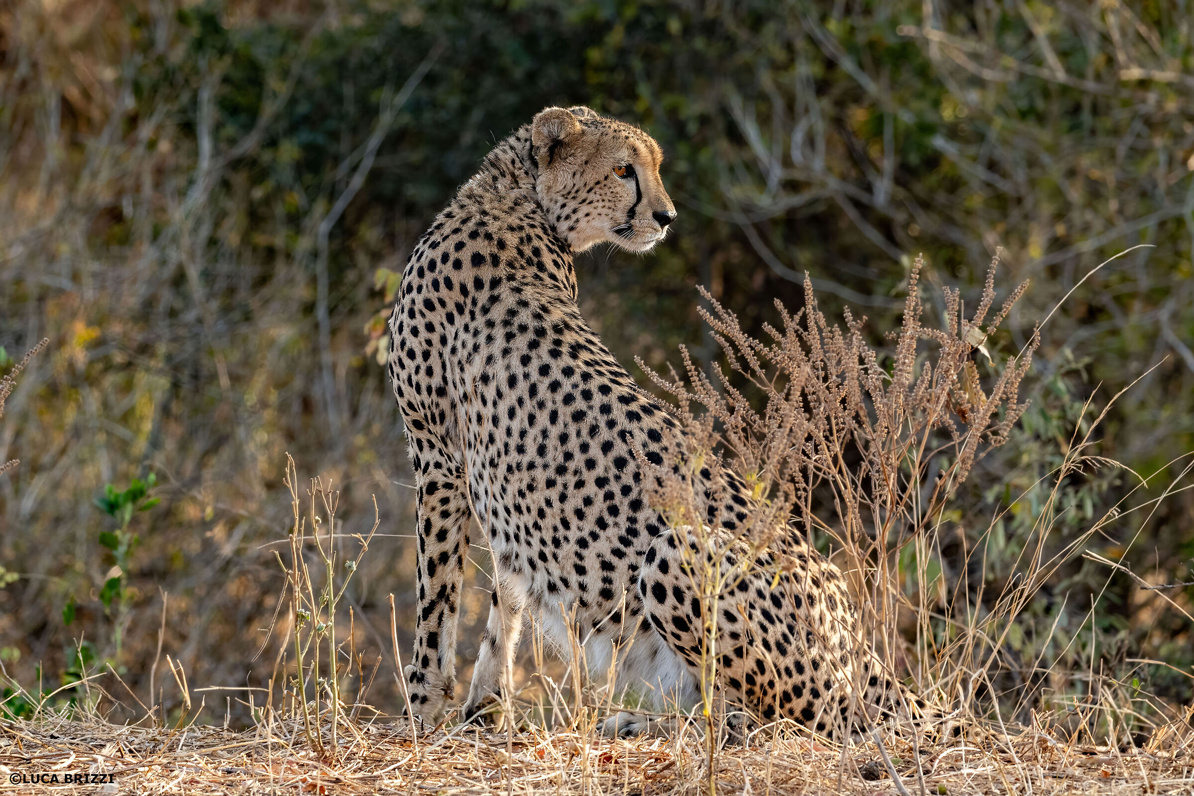 Cheetah South Africa