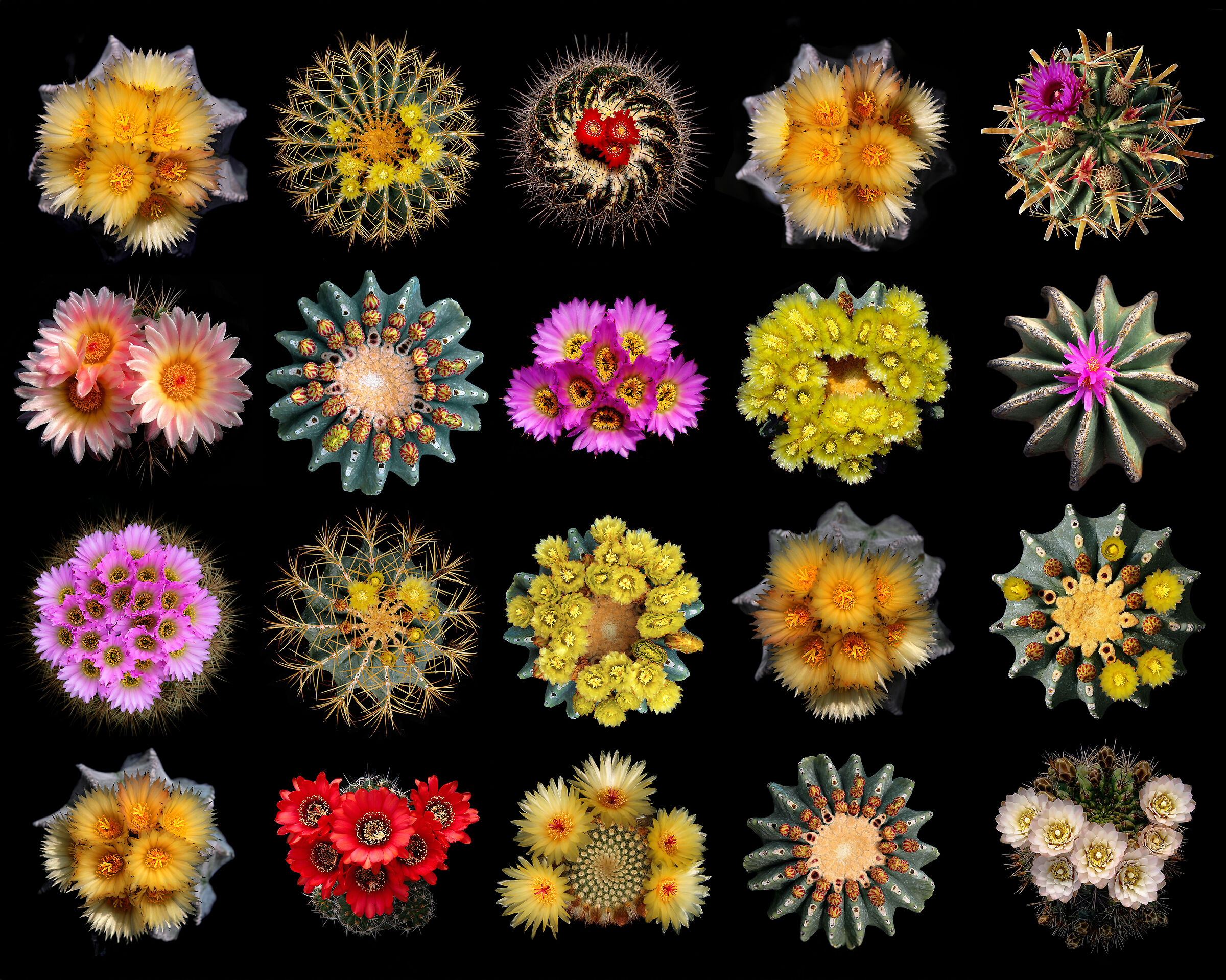 20 MANDALAS