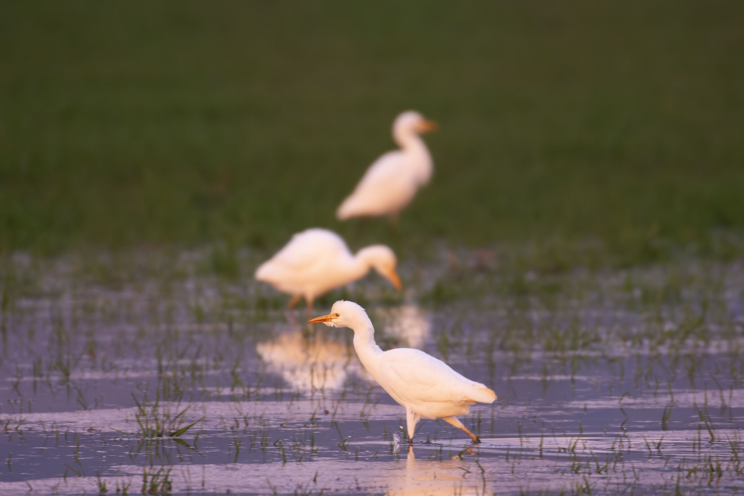 Cattle egret