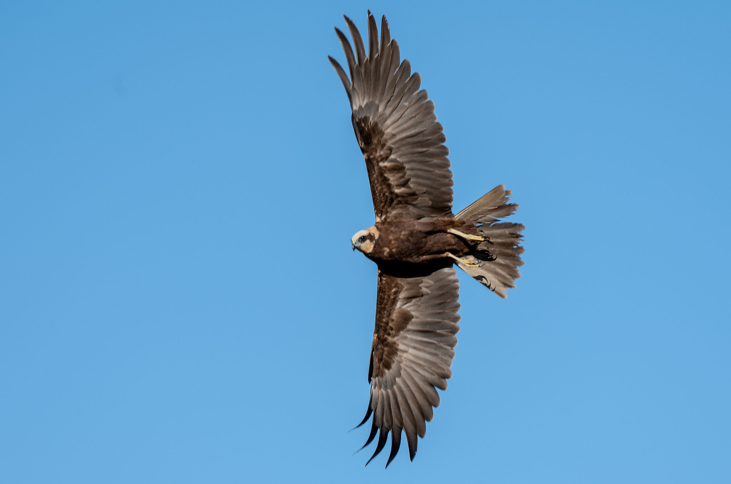 Falco di Palude