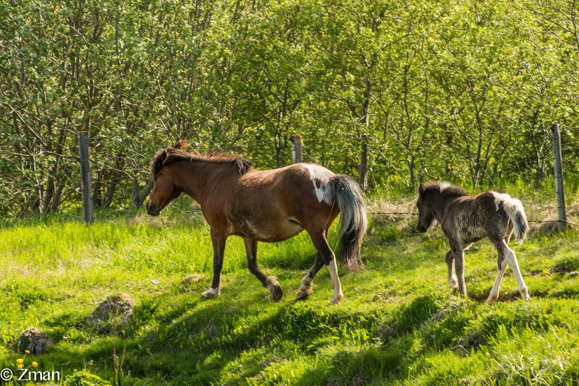 One month Old Pony and Mother