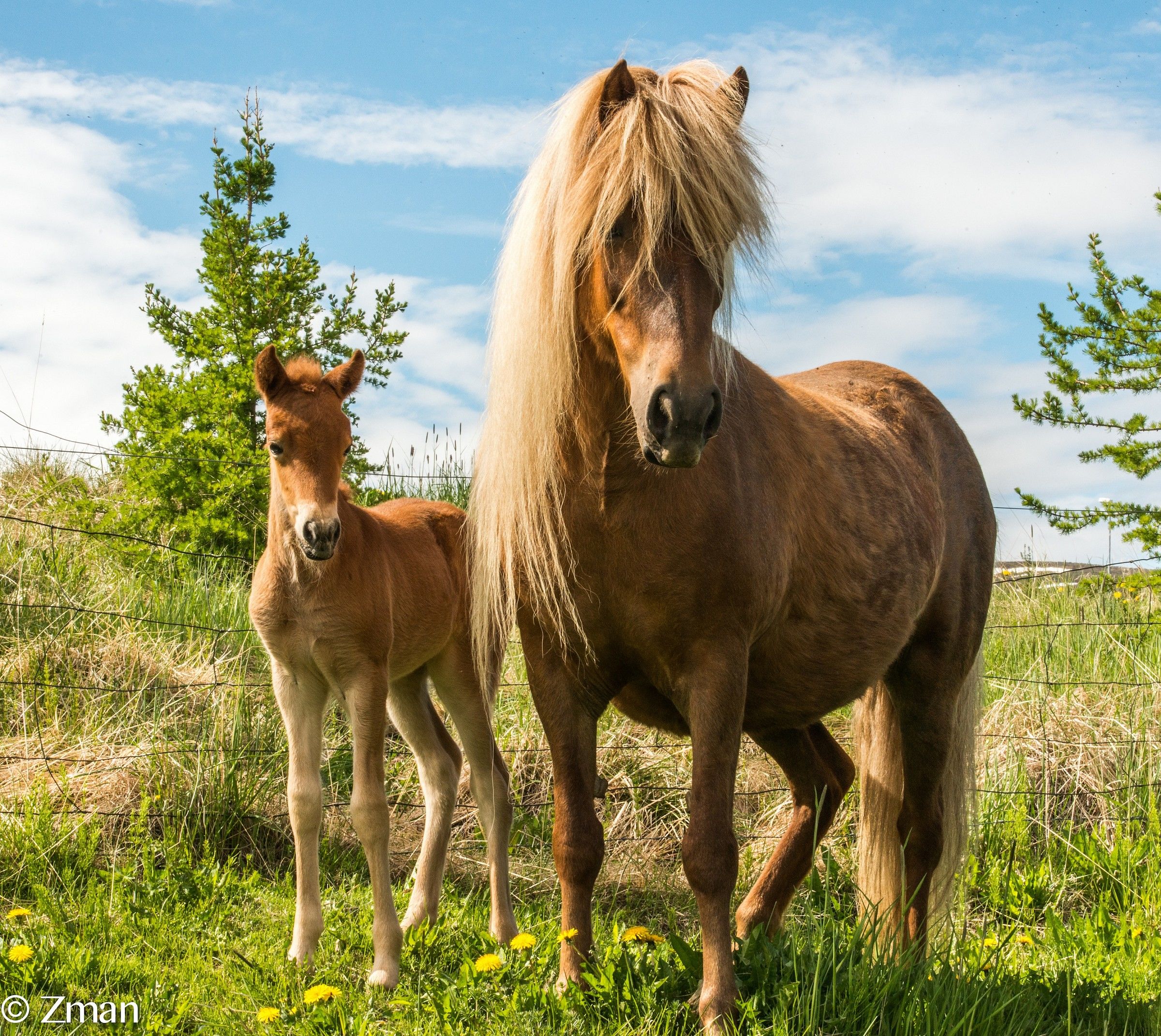 One Week Old Pony and Mother