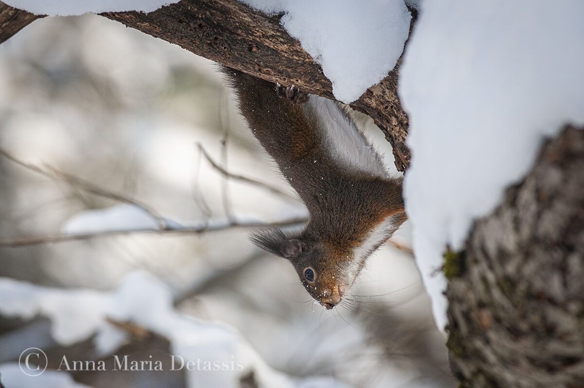 Squirrel (Sciurus vulgaris)