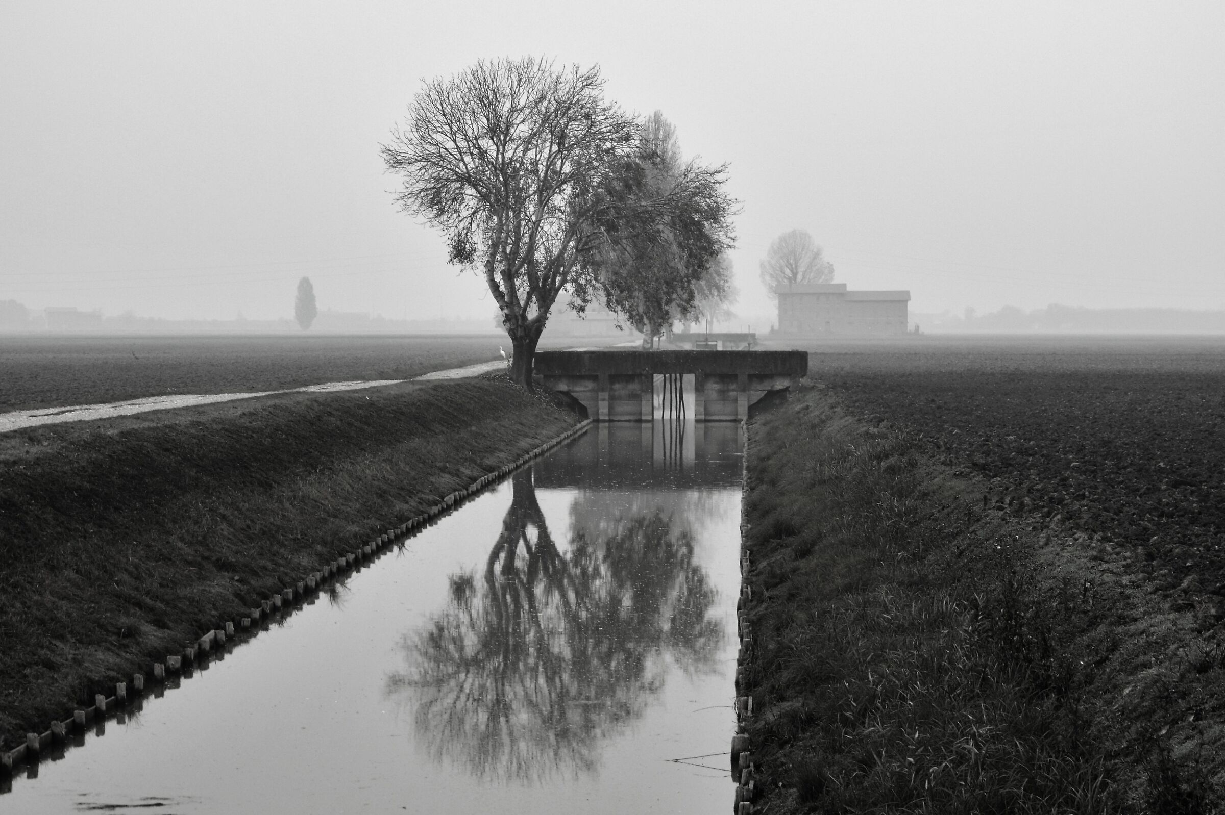Fog