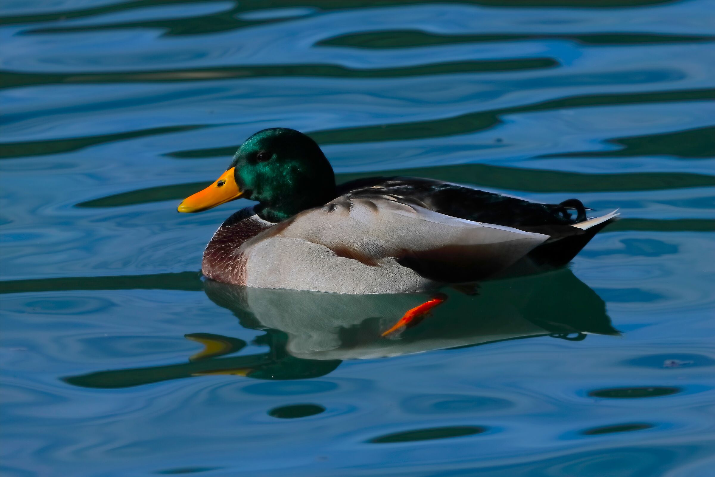 Germano R M 11 ottobre 2024 - 0142