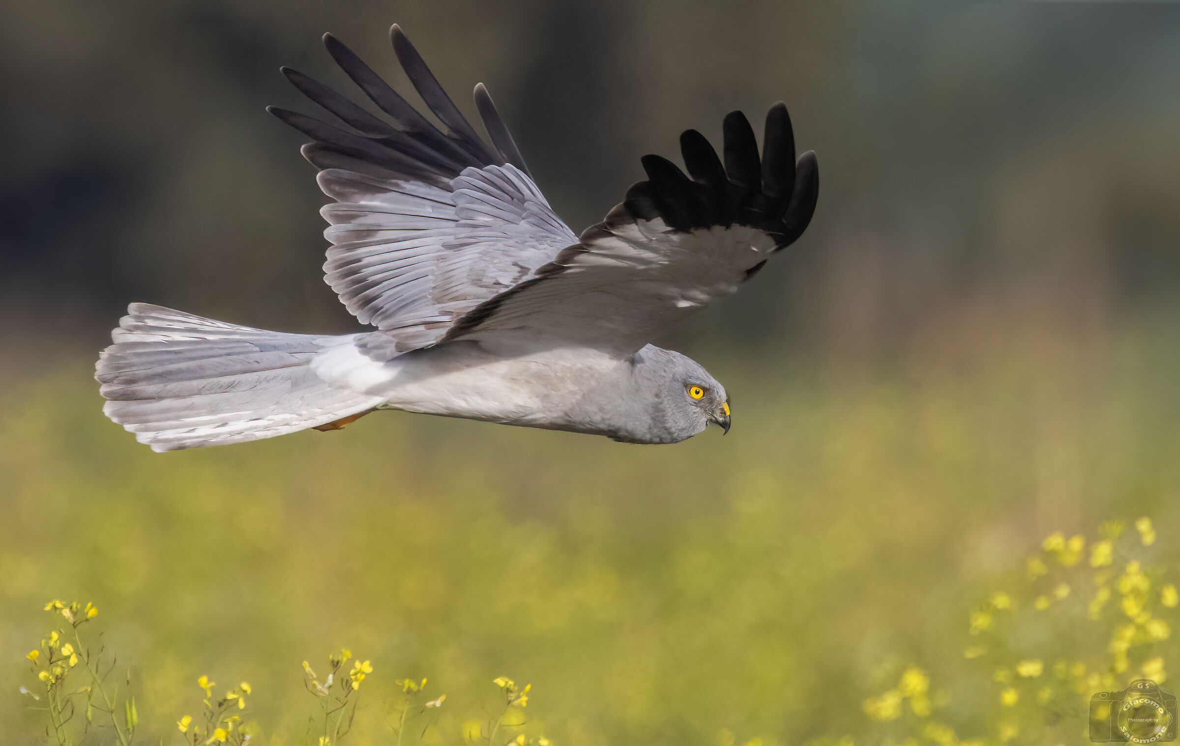 Male hen harrier