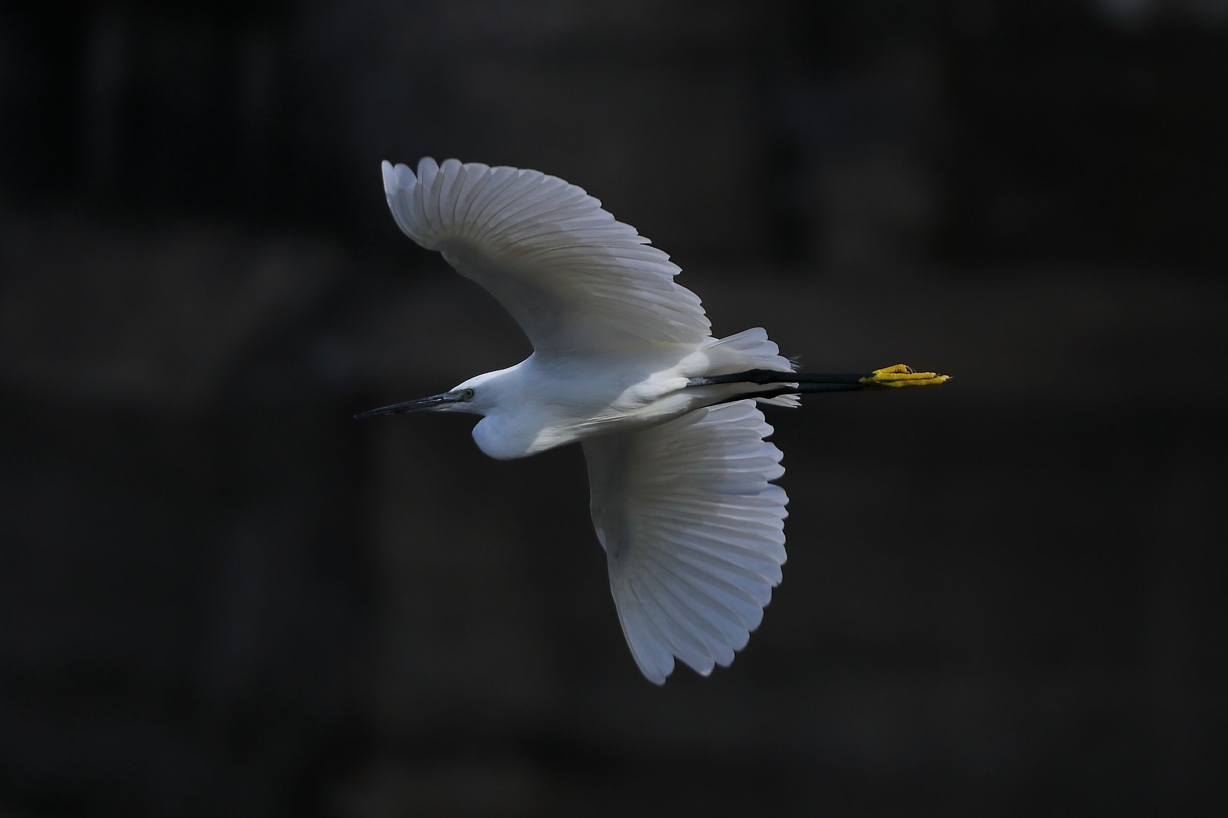 Garzetta 20 settembre 2024 - 0054