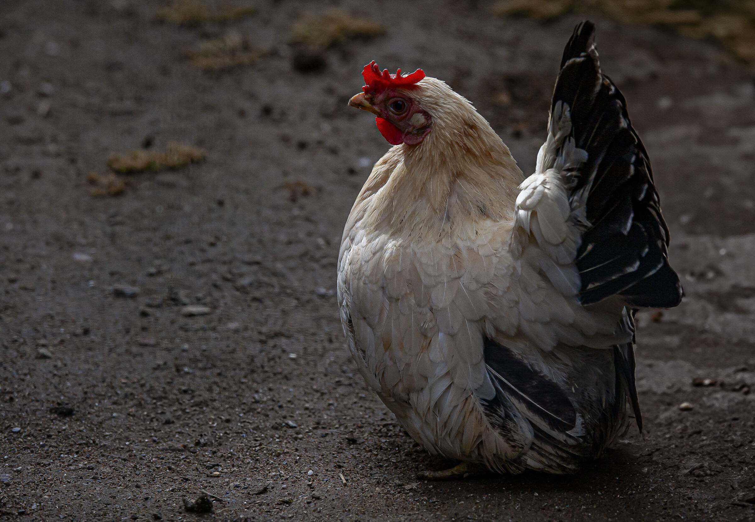 Chabo hen