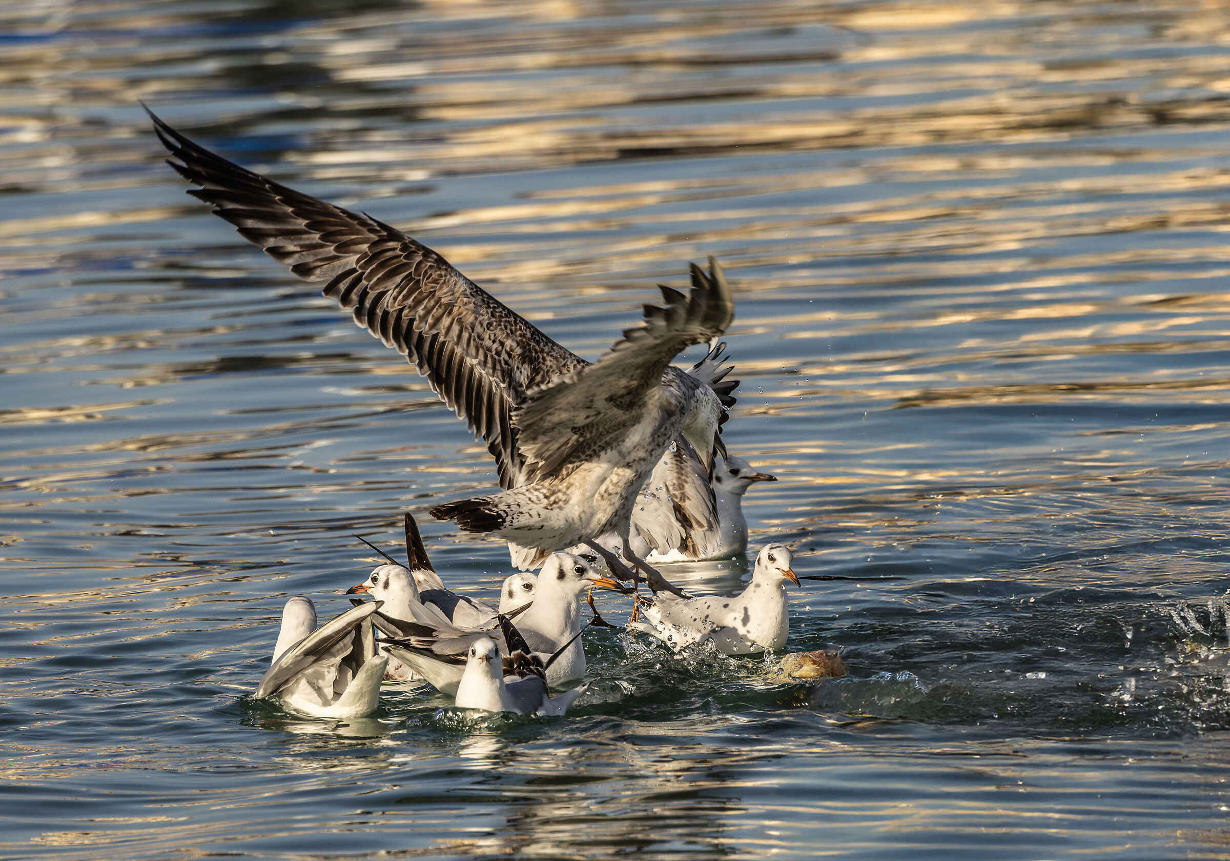 young yellow legged seagull