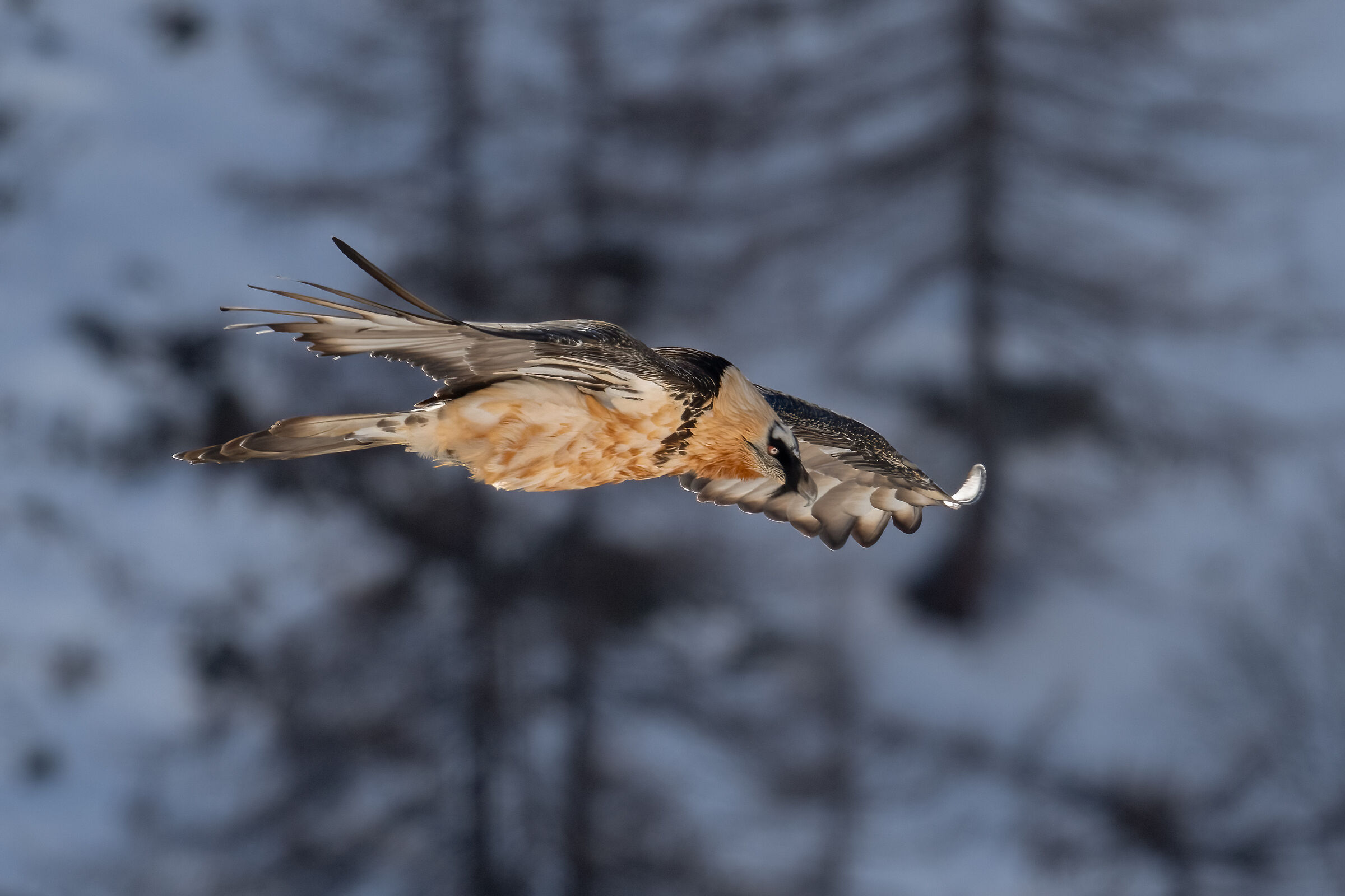 Bearded vulture